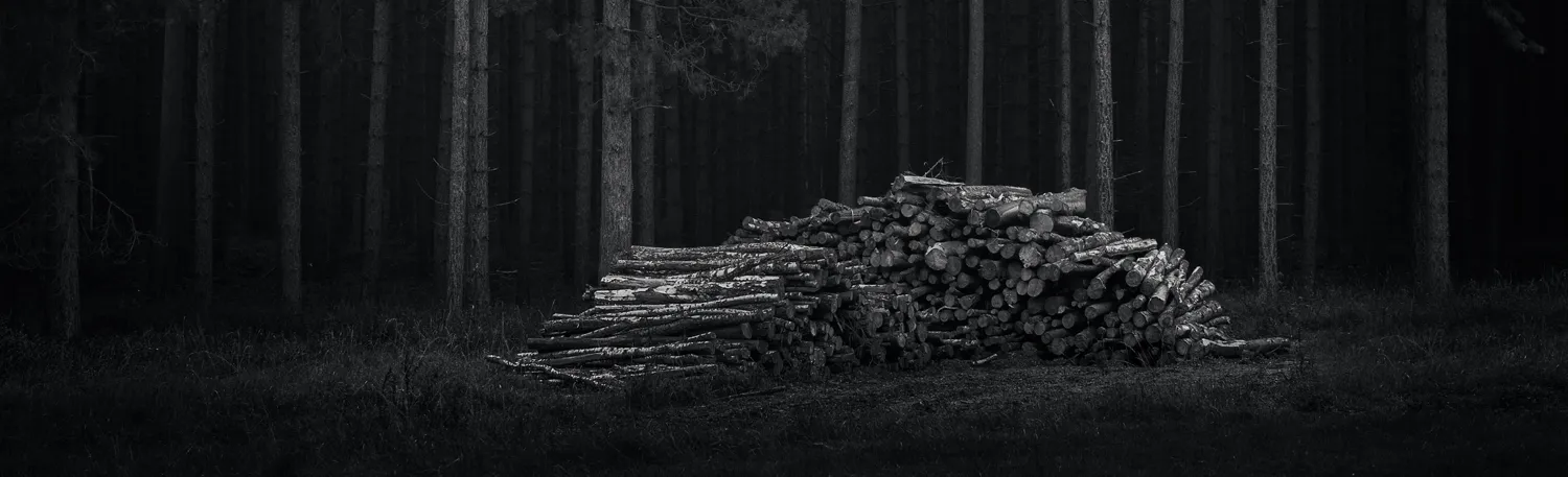 Nature at night