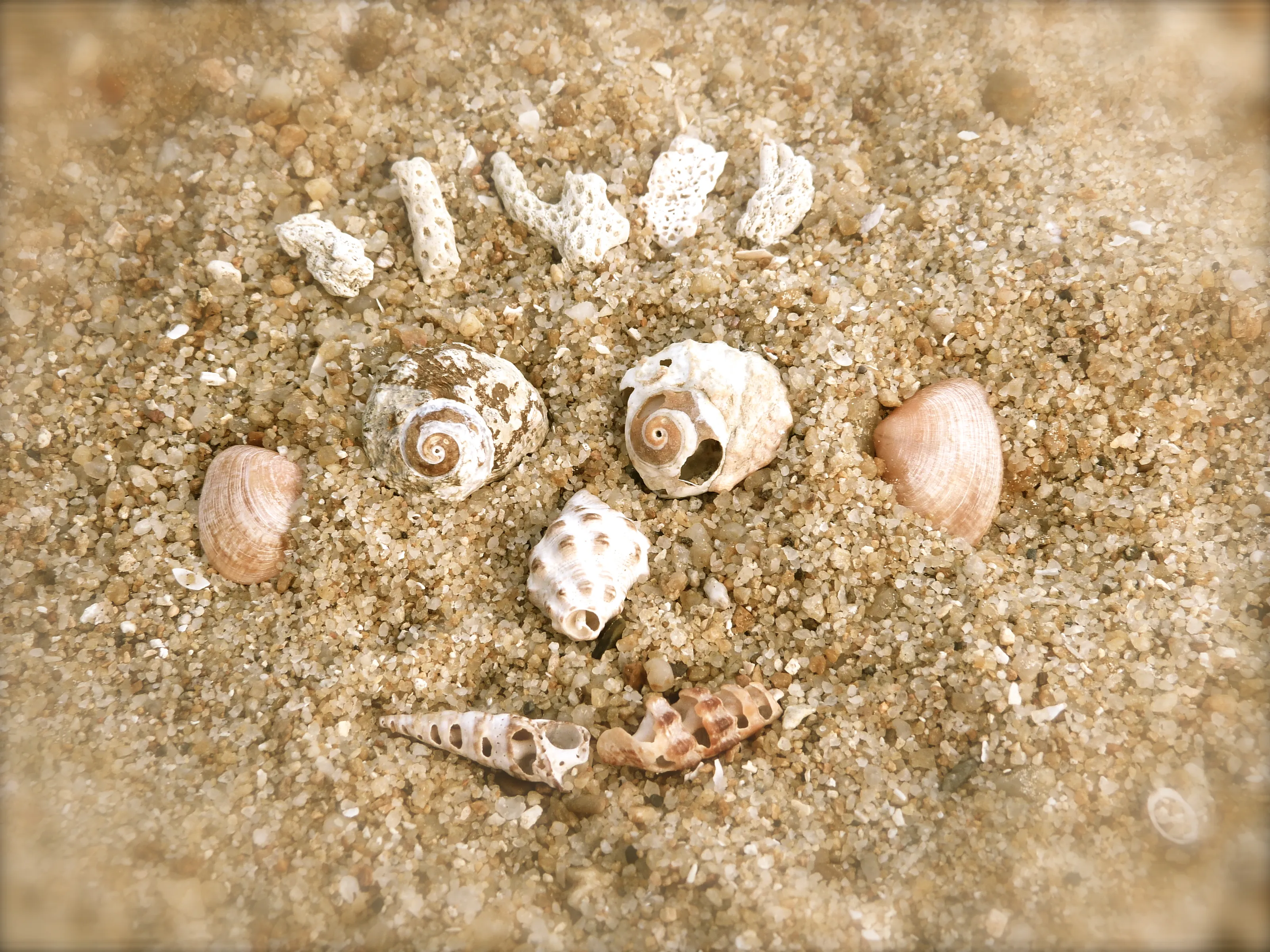 Seashells