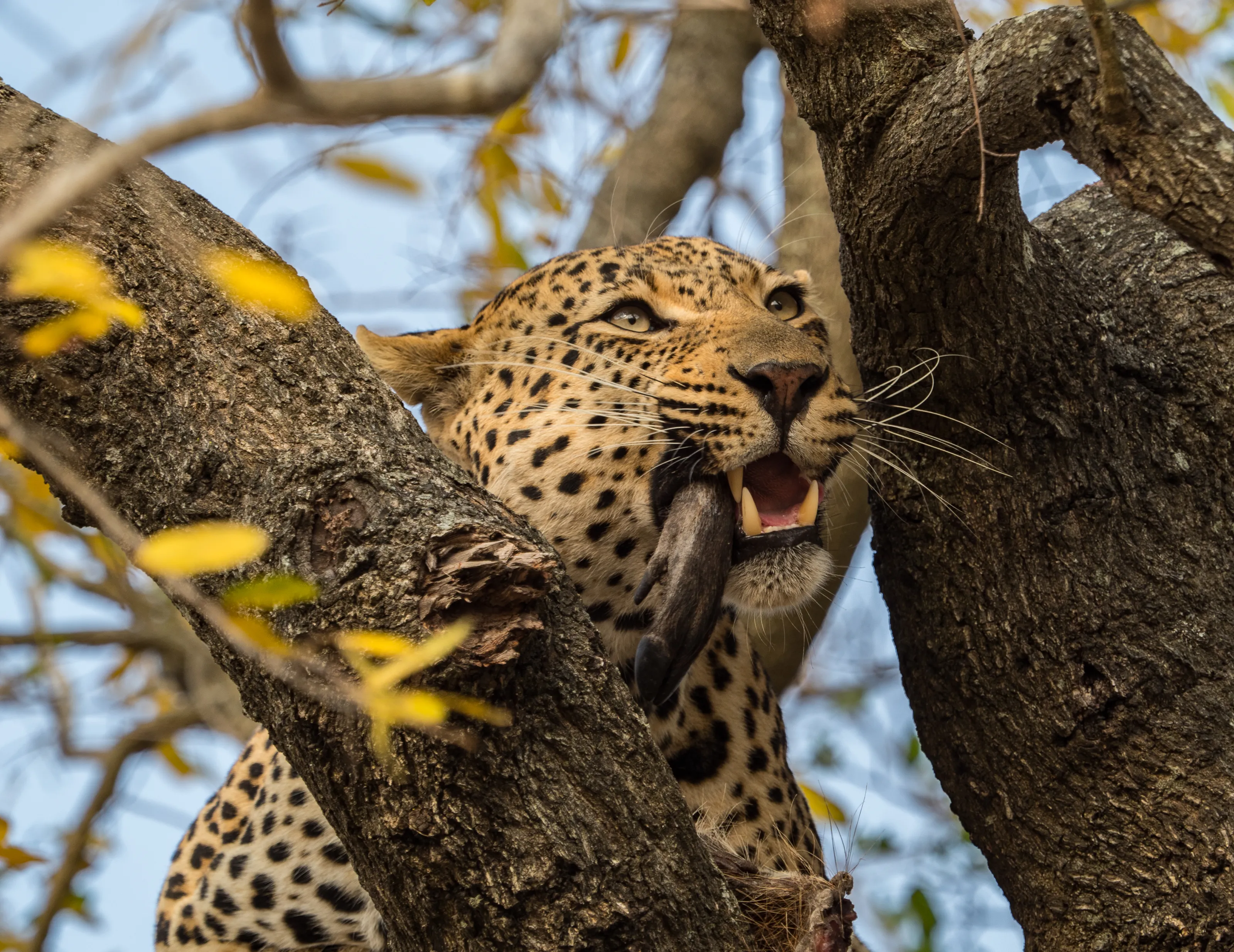 Leopard in a tree