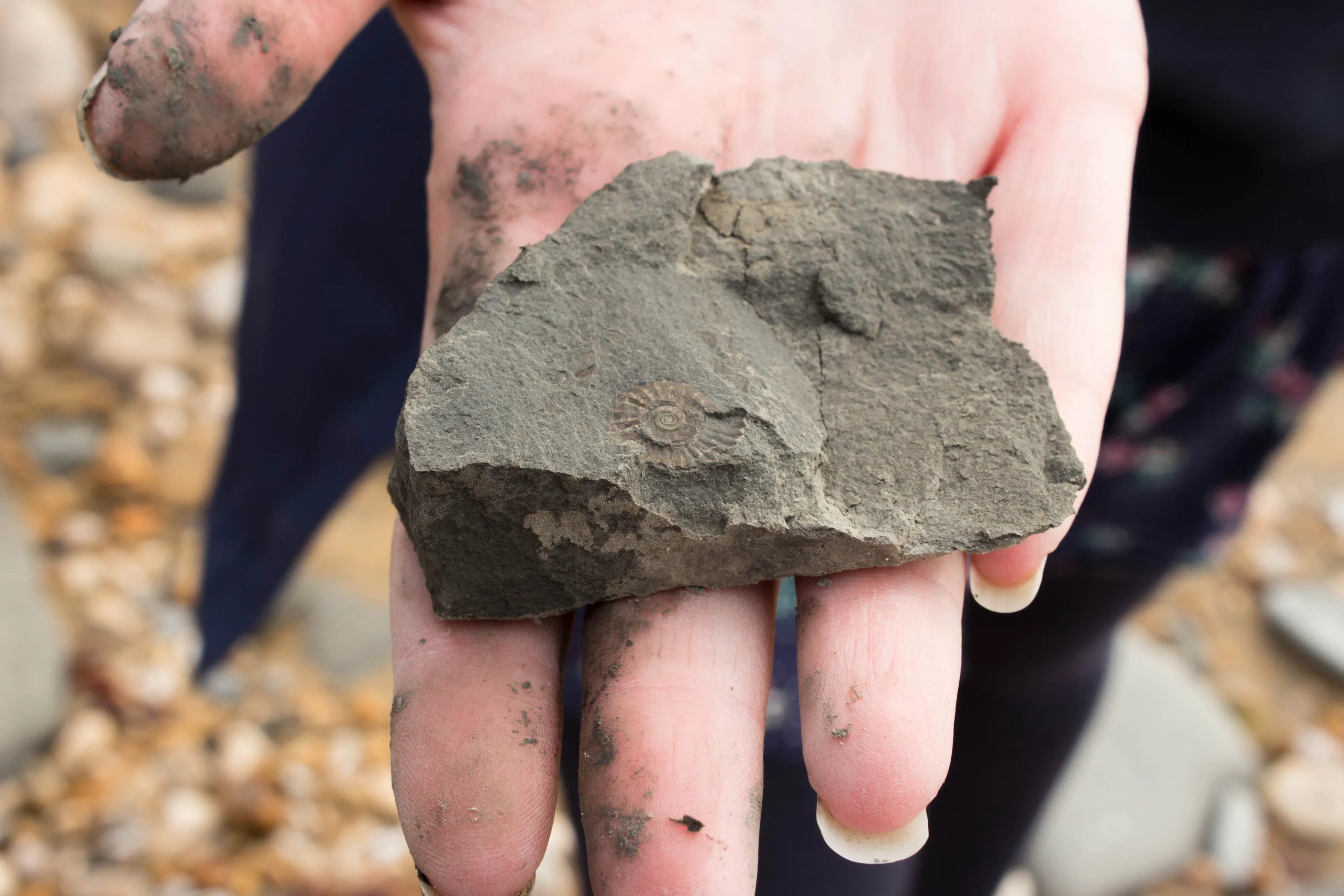 Fossils