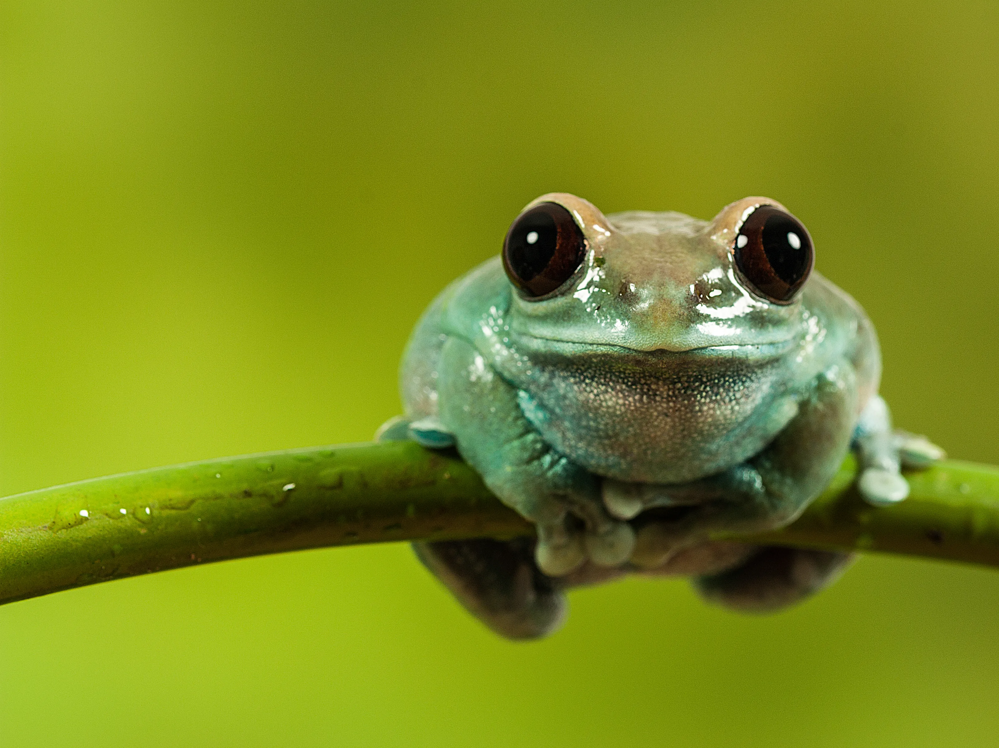 Frogs