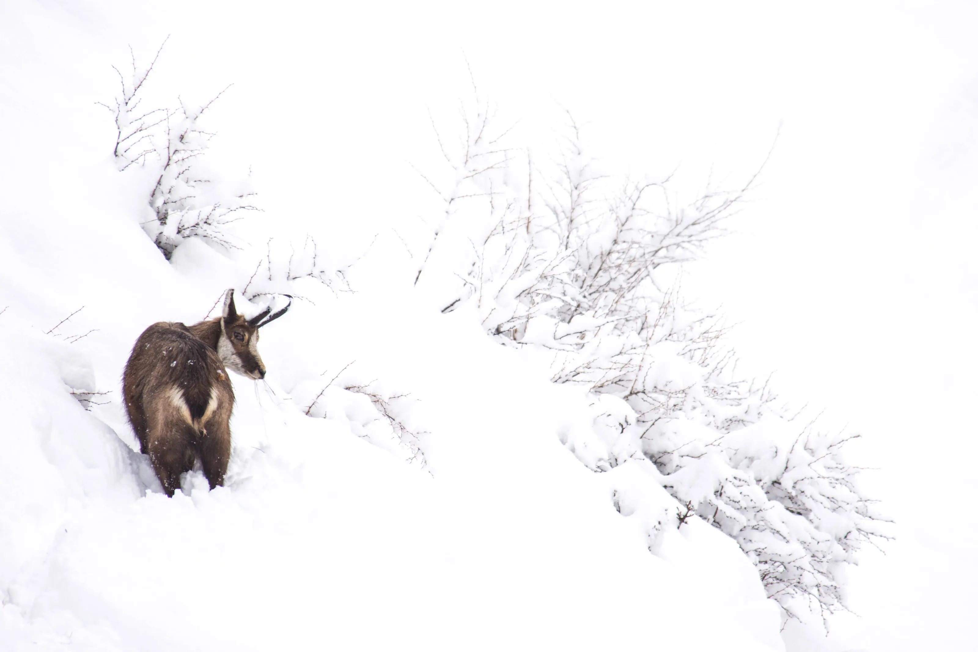 Snow Wildlife