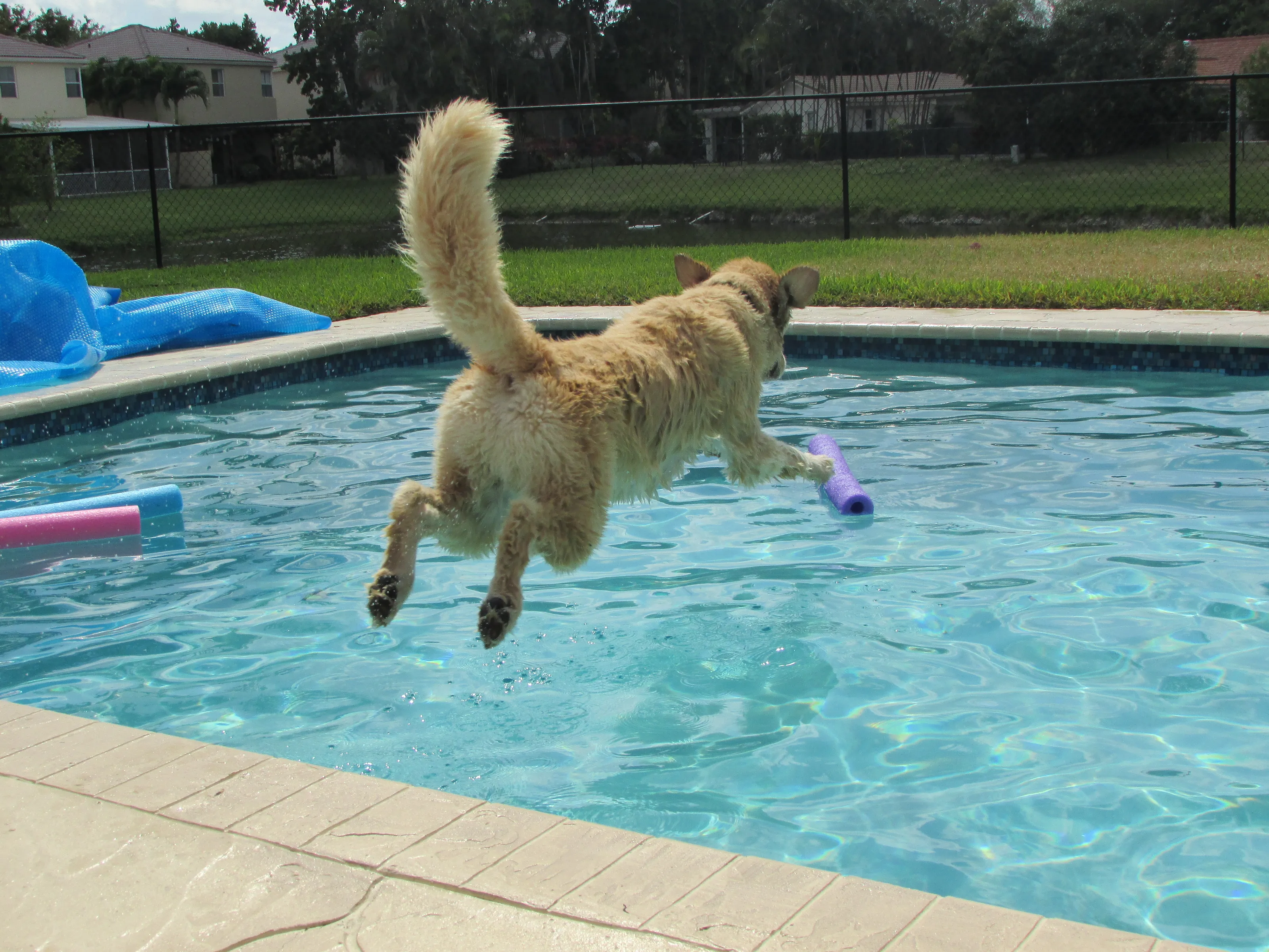 Water Dogs
