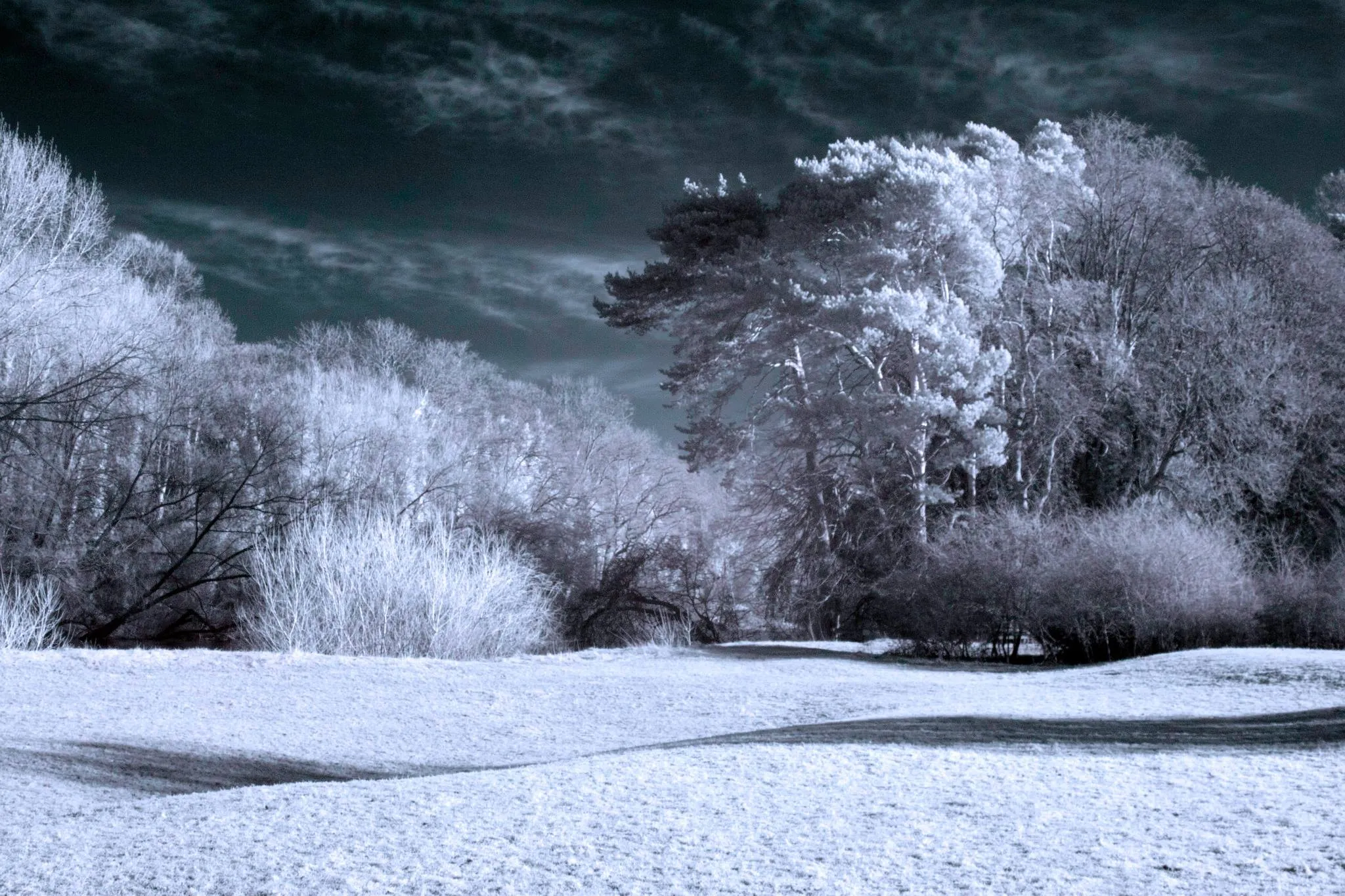 Infrared with a tree