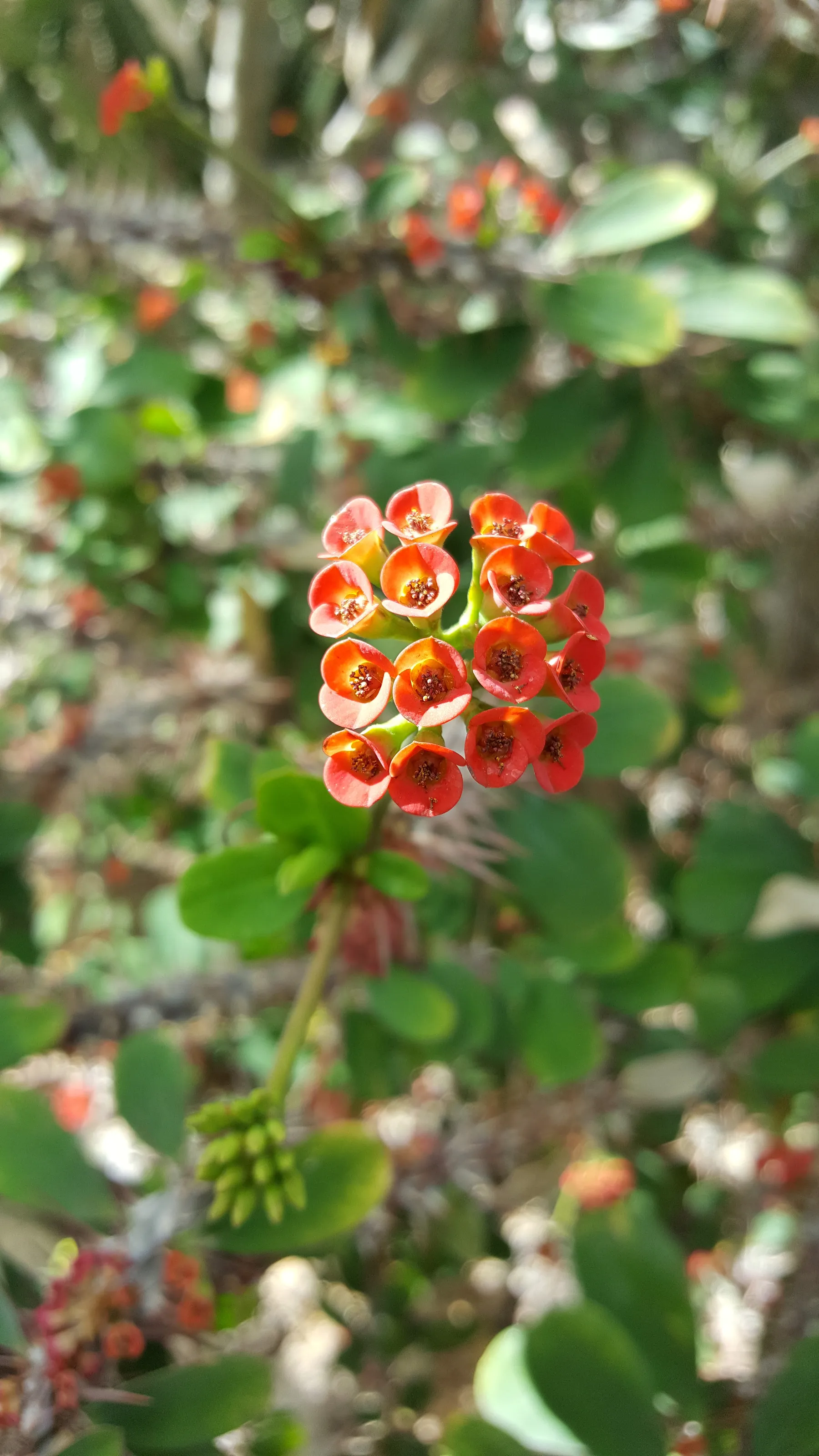 Beautifully strange flowers