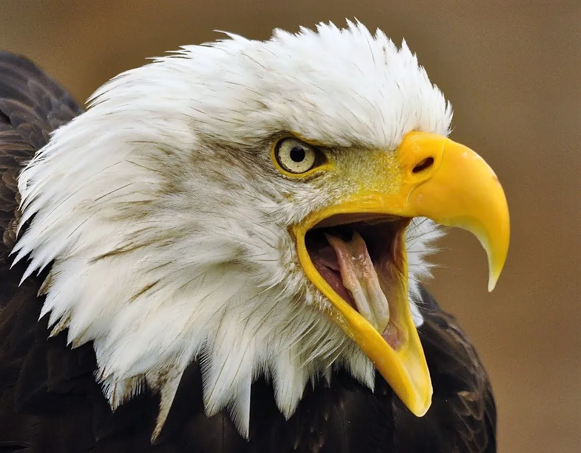 Eagles with attitude