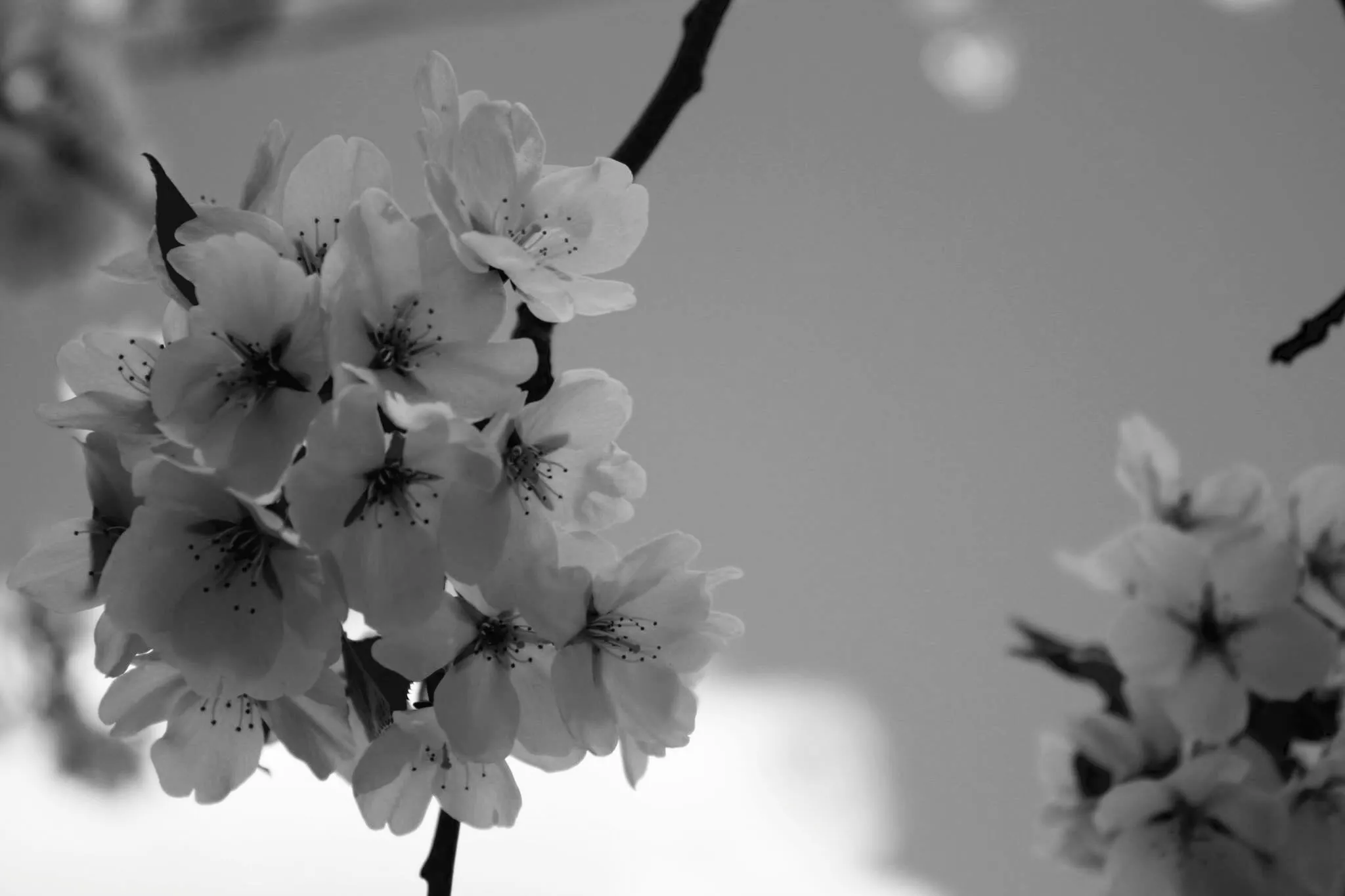 Black & White Flora