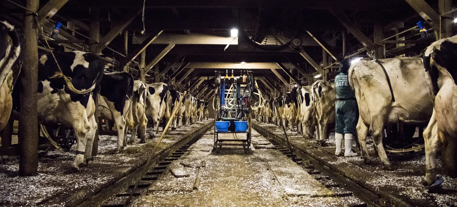 Meat and dairy