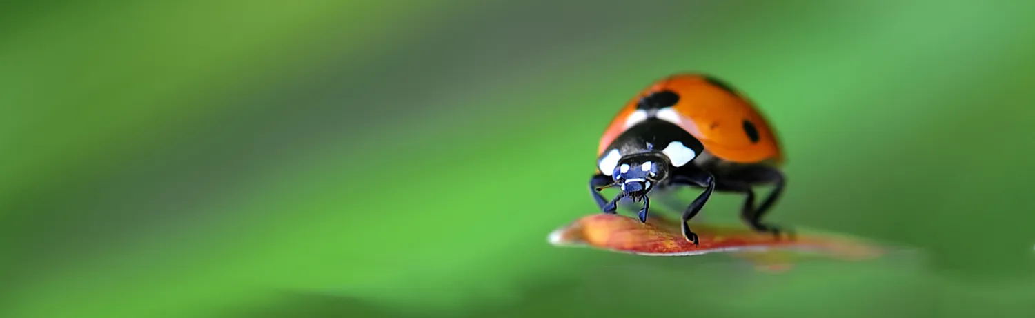 Tiny things