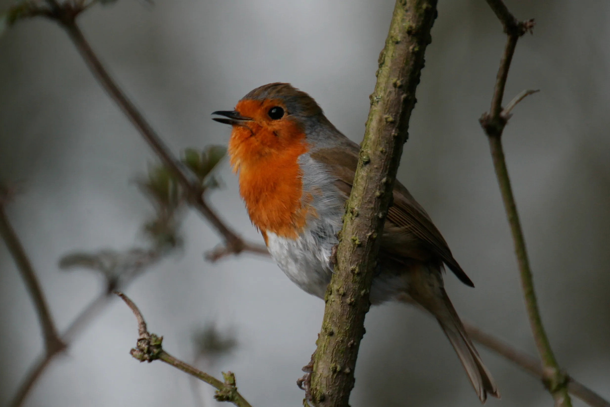 Robin