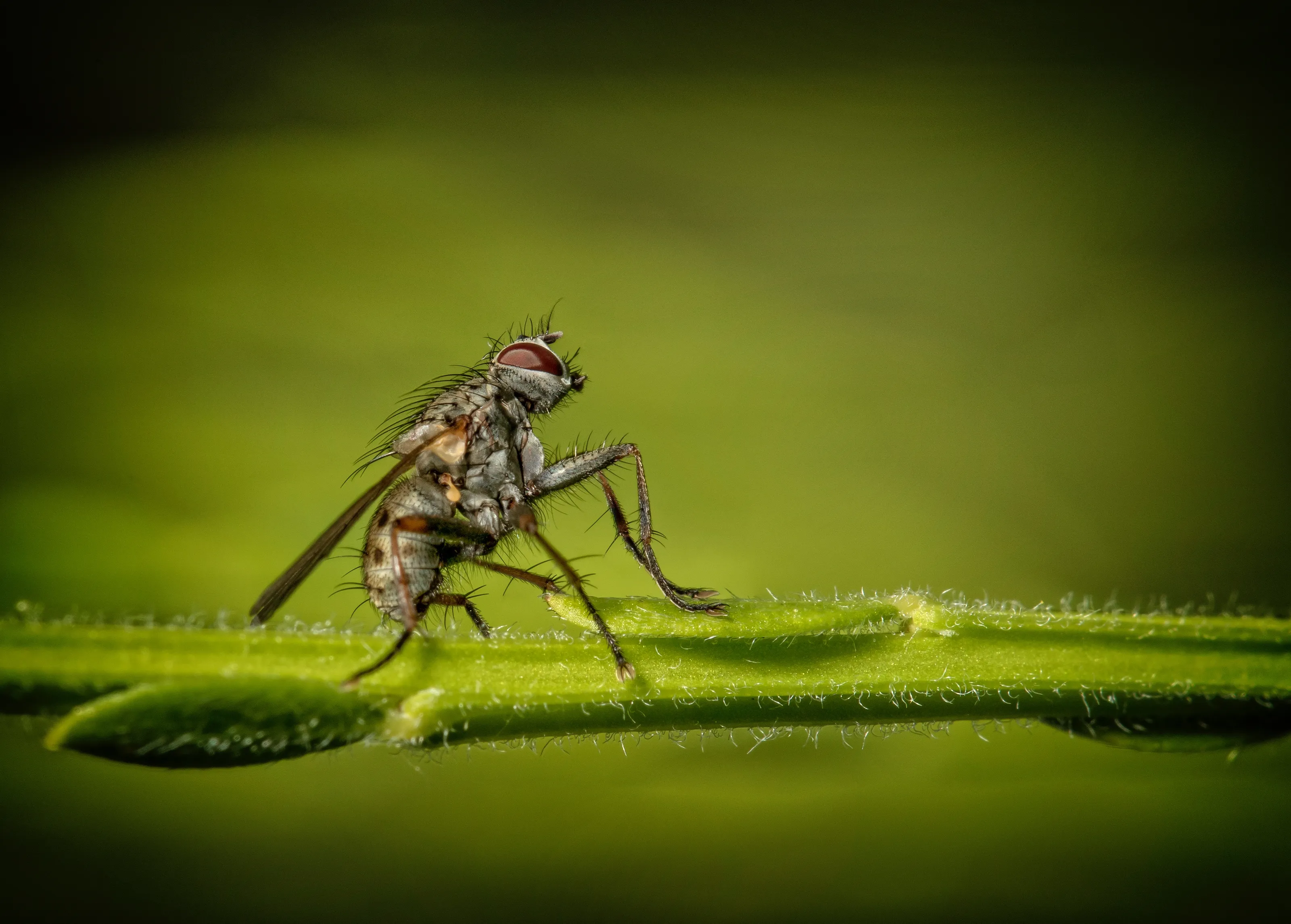 The Fly