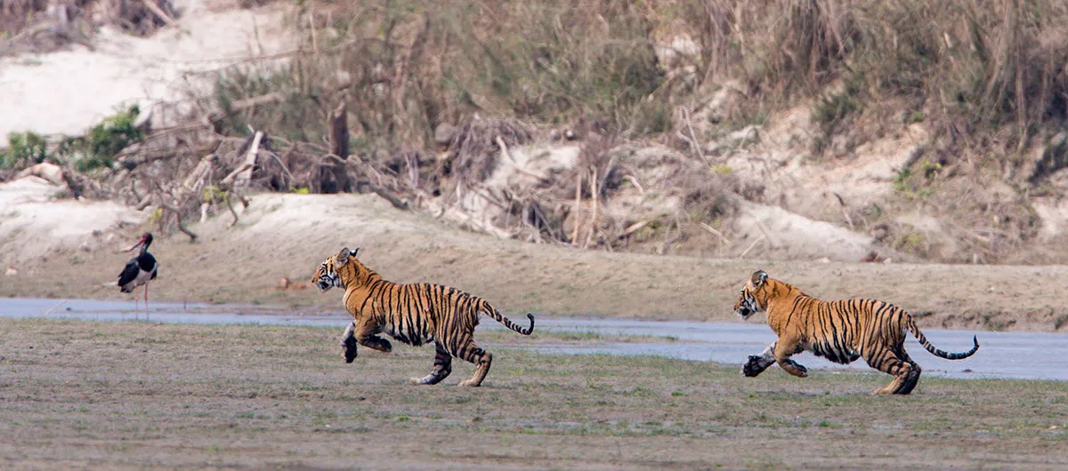 Into the wild, animals in their habitat