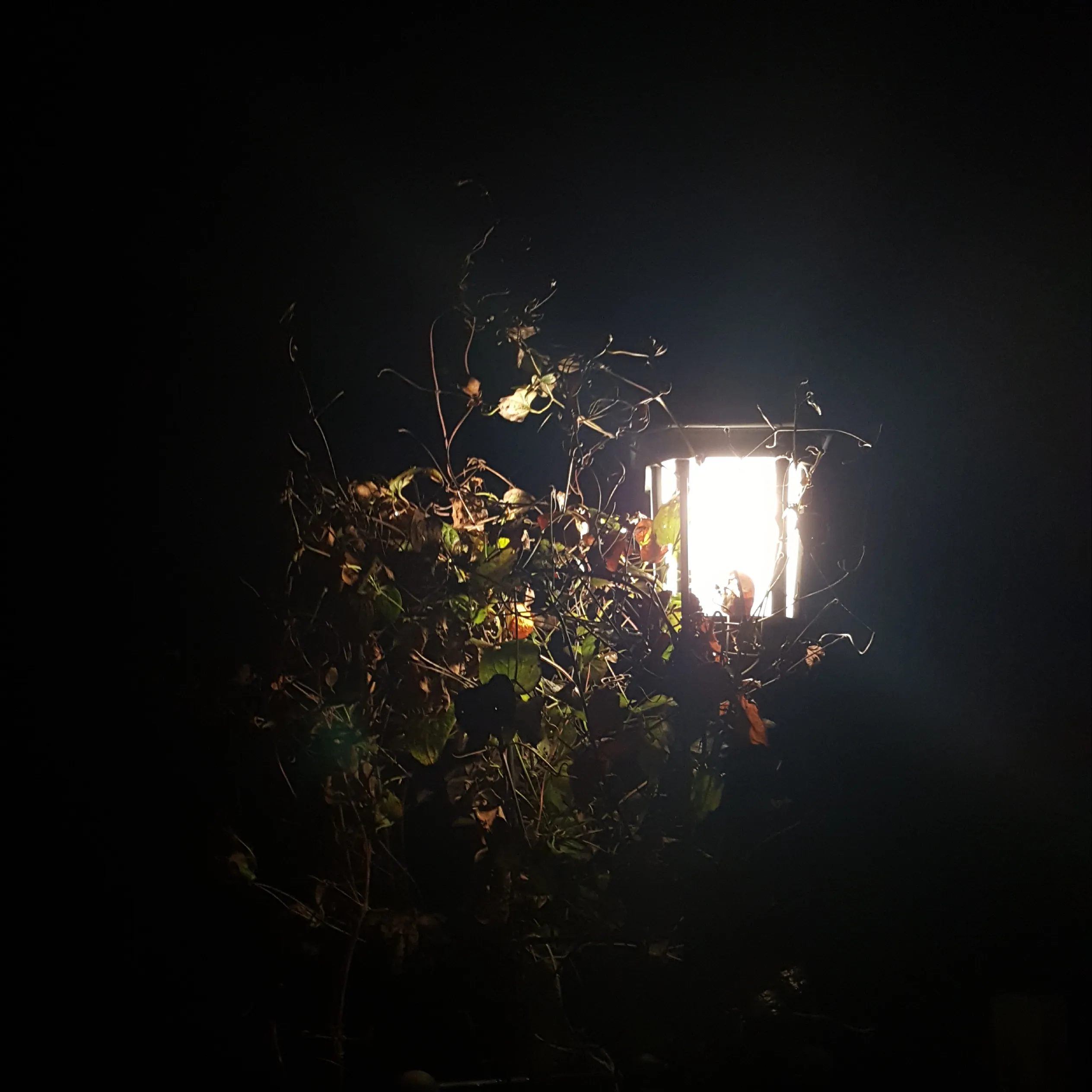 Night lights
