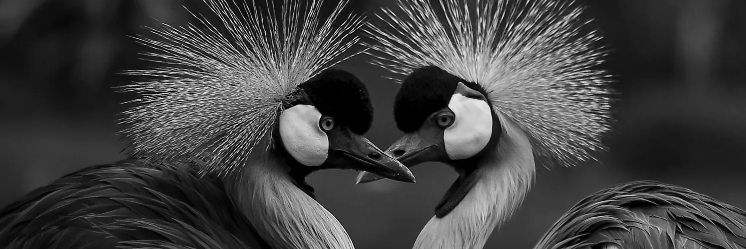 Black and white wildlife