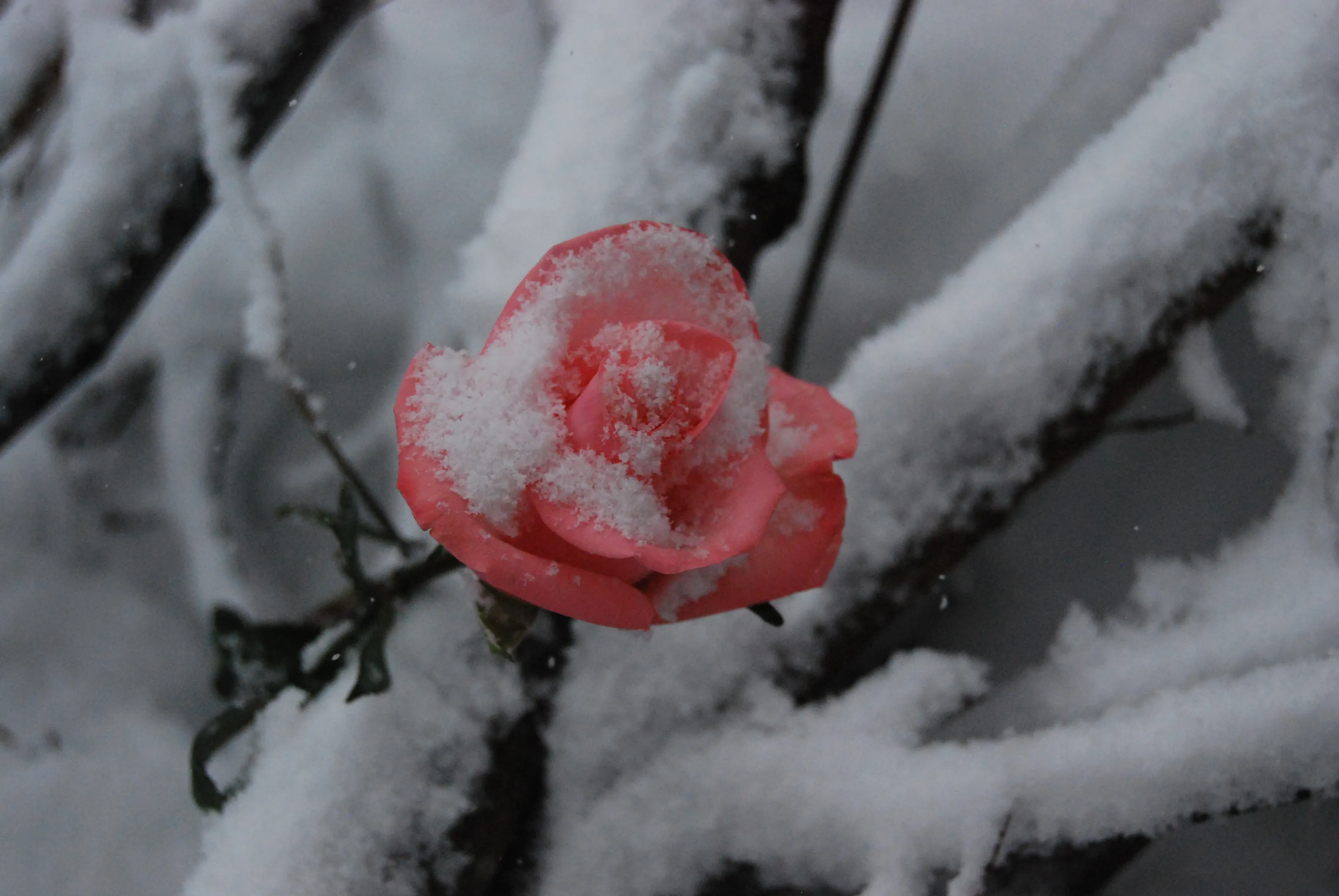 Flowers in Winter