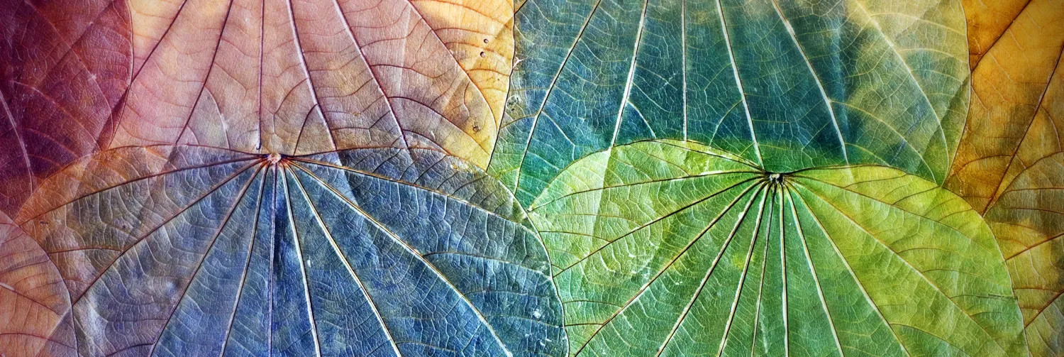 Leaves