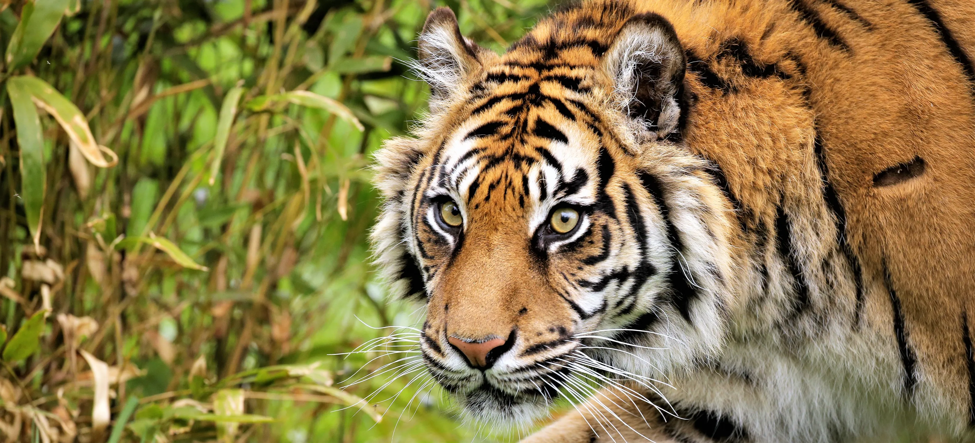The Big Cats
