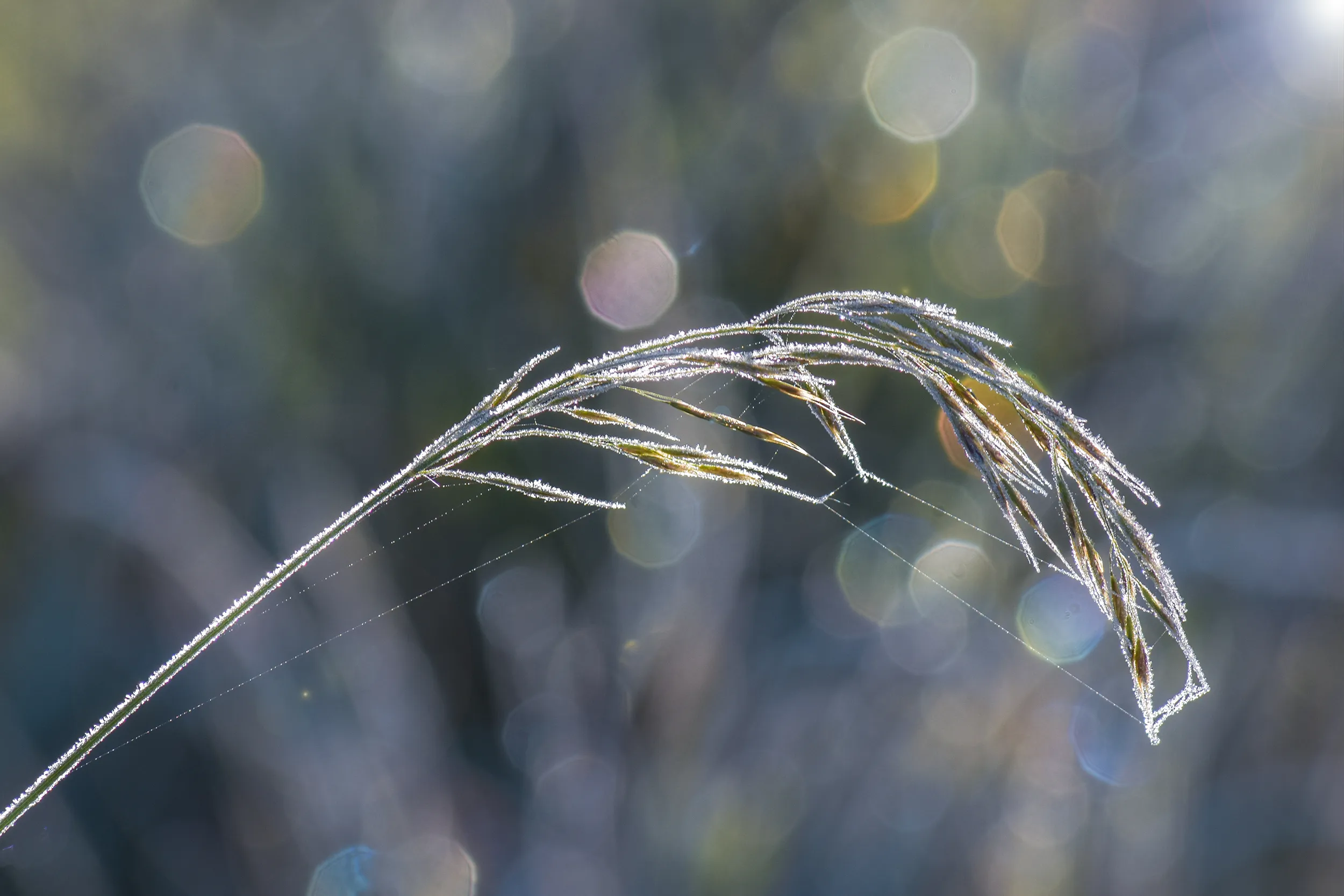 Jack Frost