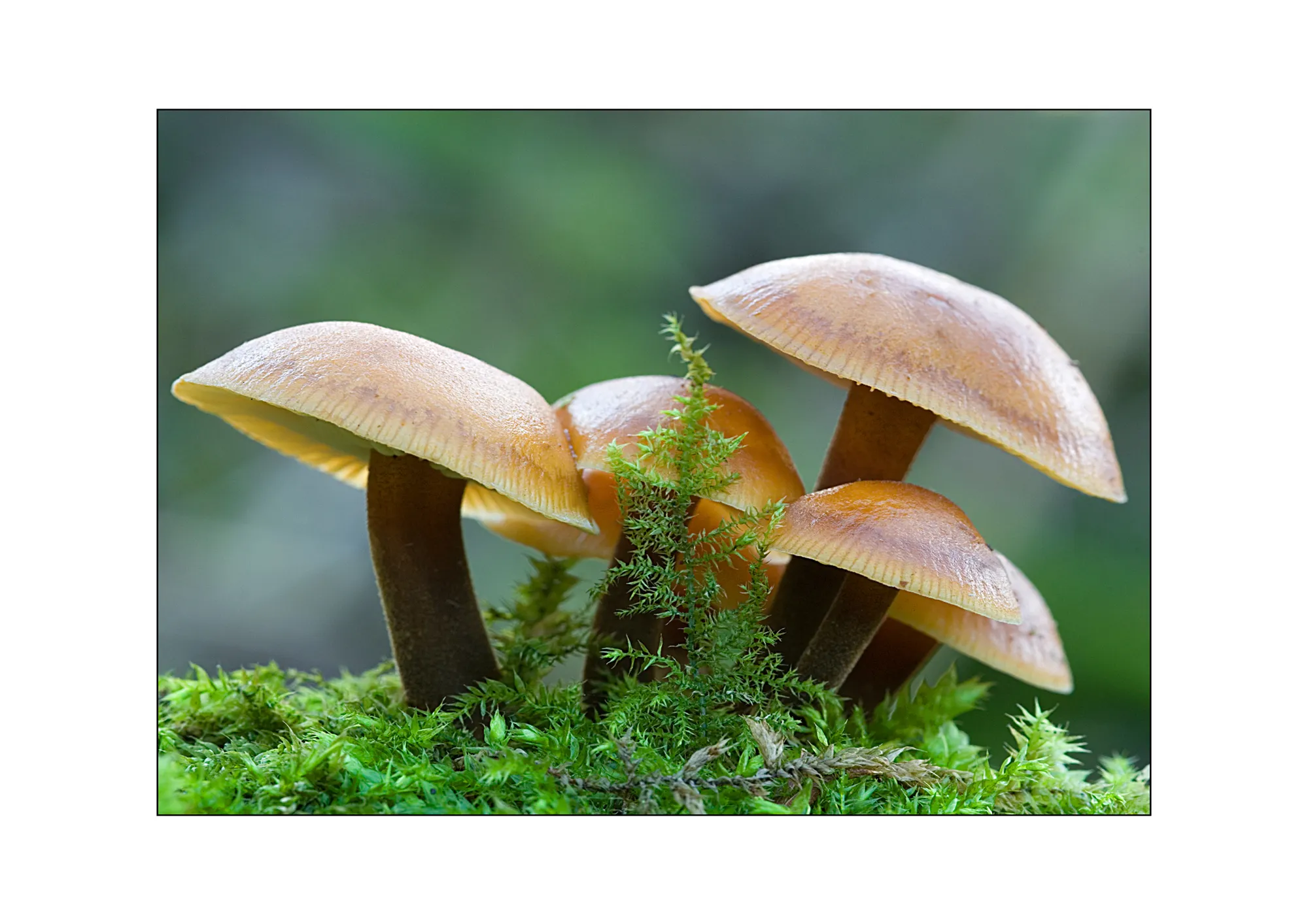 Mushrooms & Toadstools