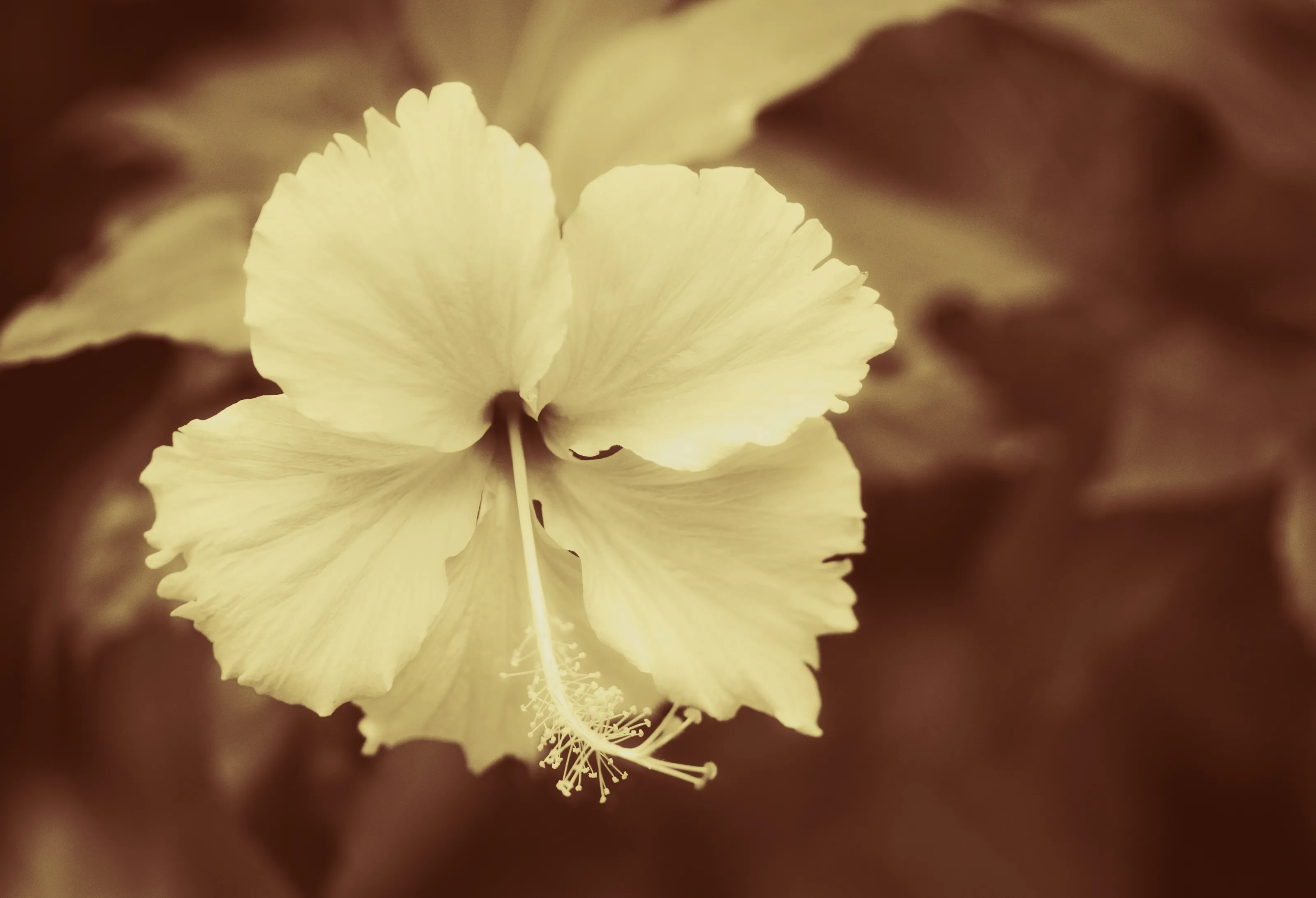 Black and White Split Toning