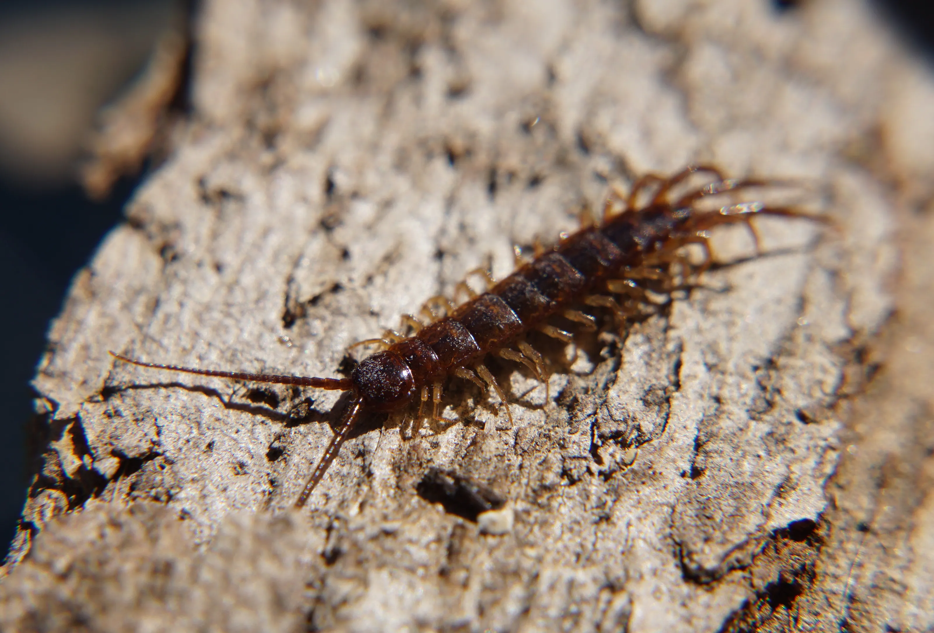Common Insects that are Down Right Ugly
