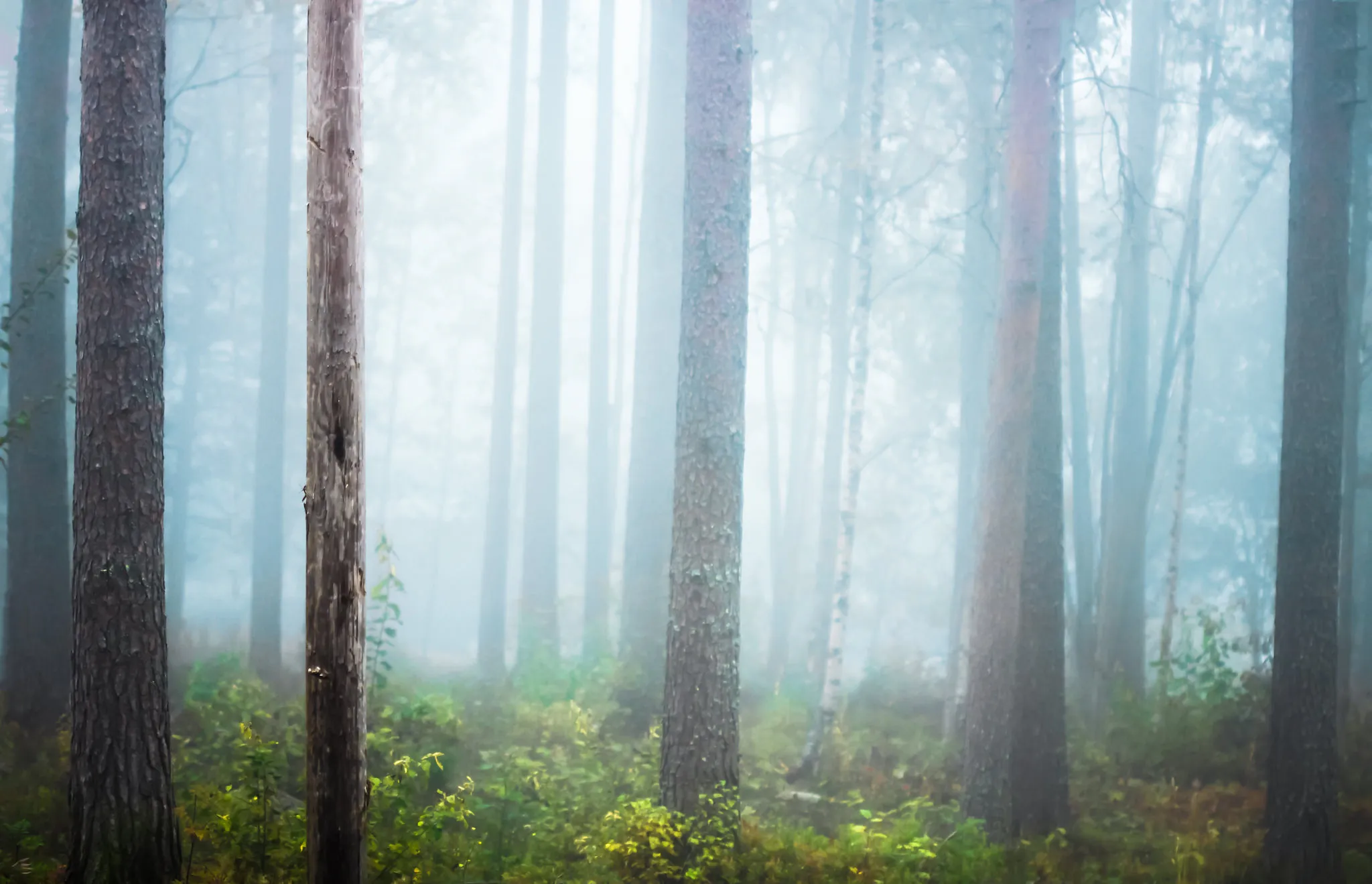 Glorious forest