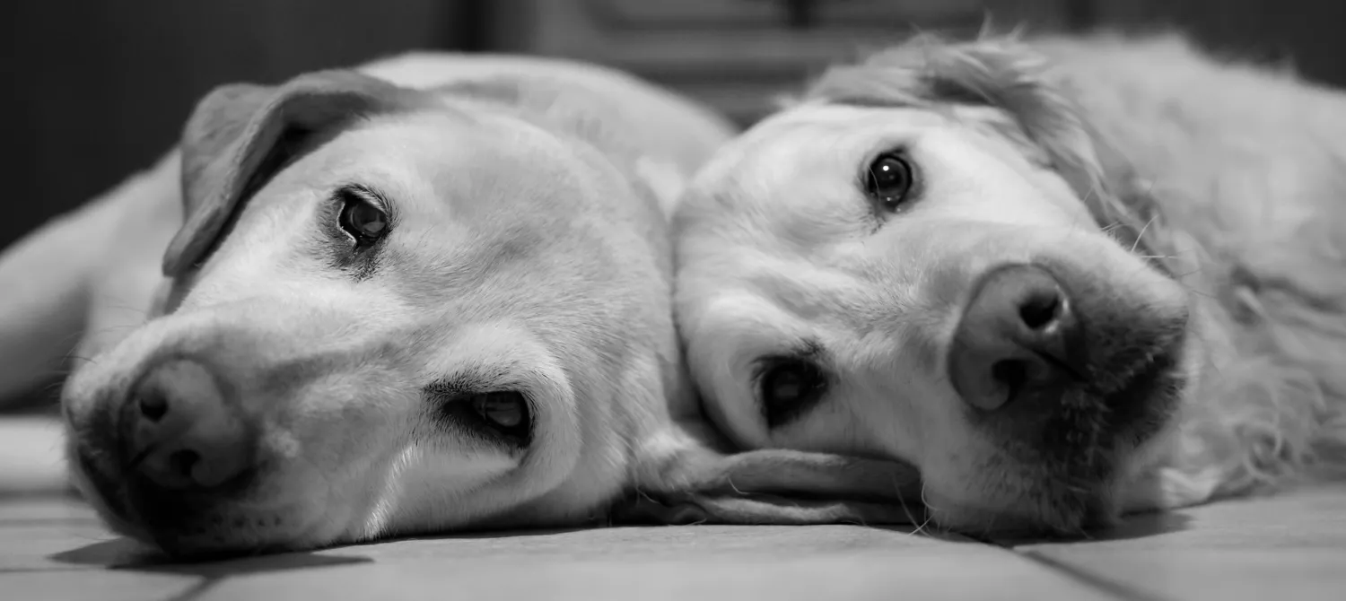 Black and white pet portraits