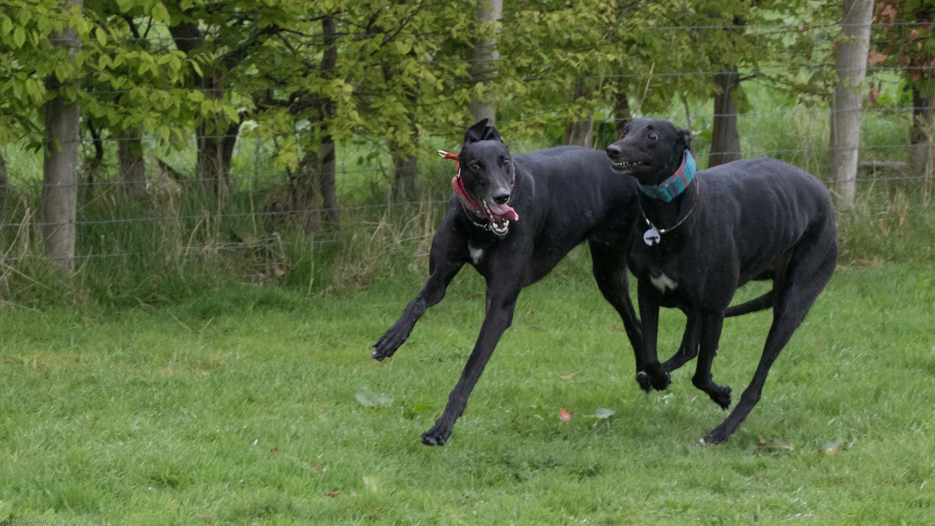 The Retired Greyhound