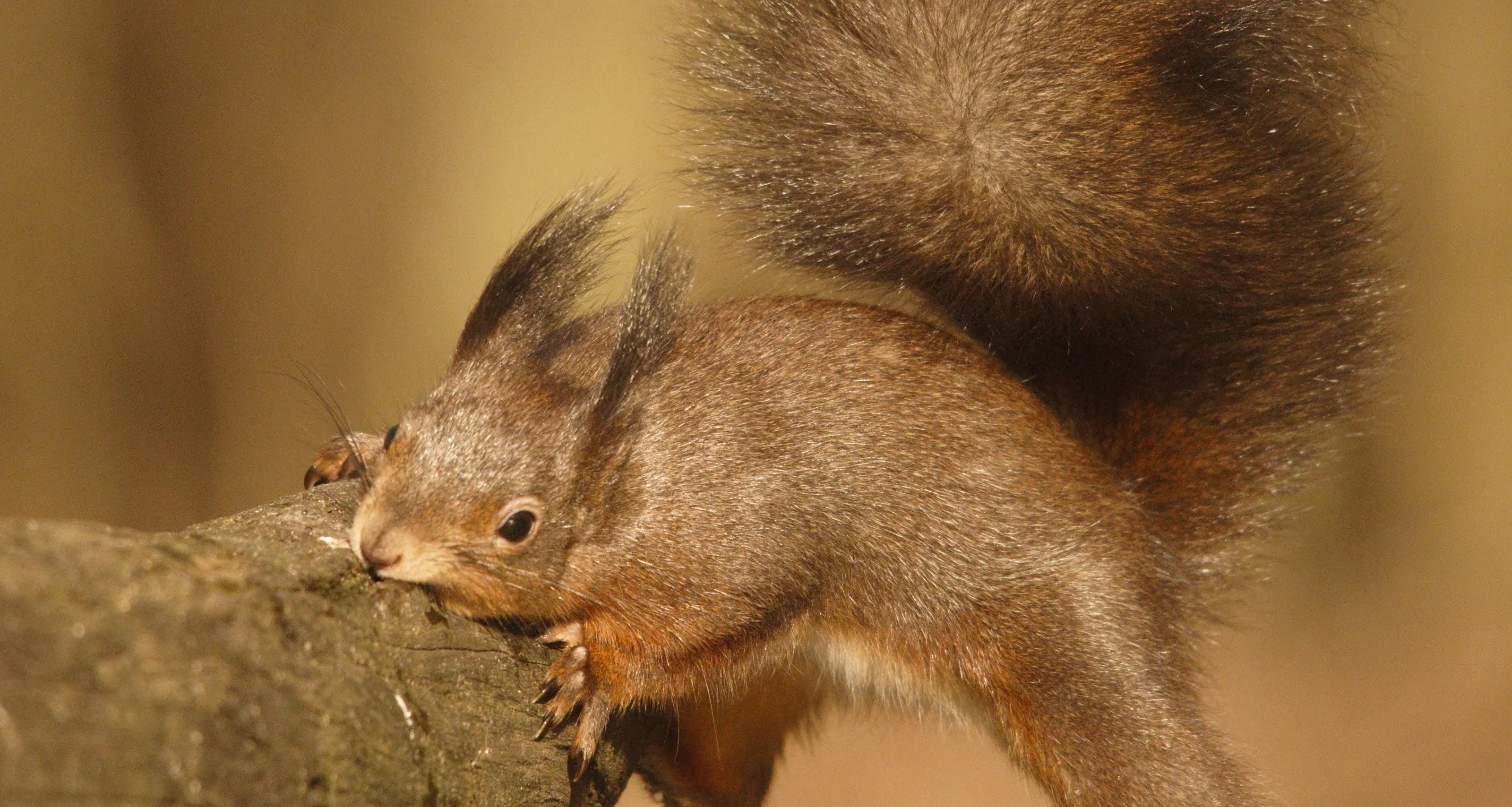 Tufted Squirrels