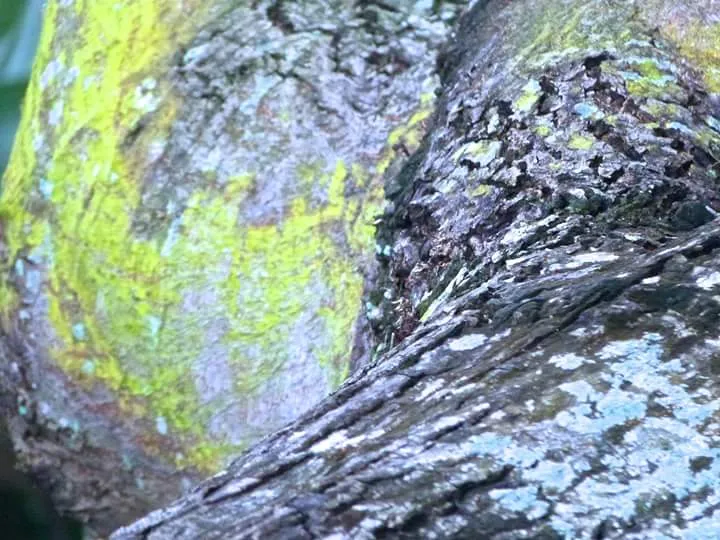 Tree trunks and bark