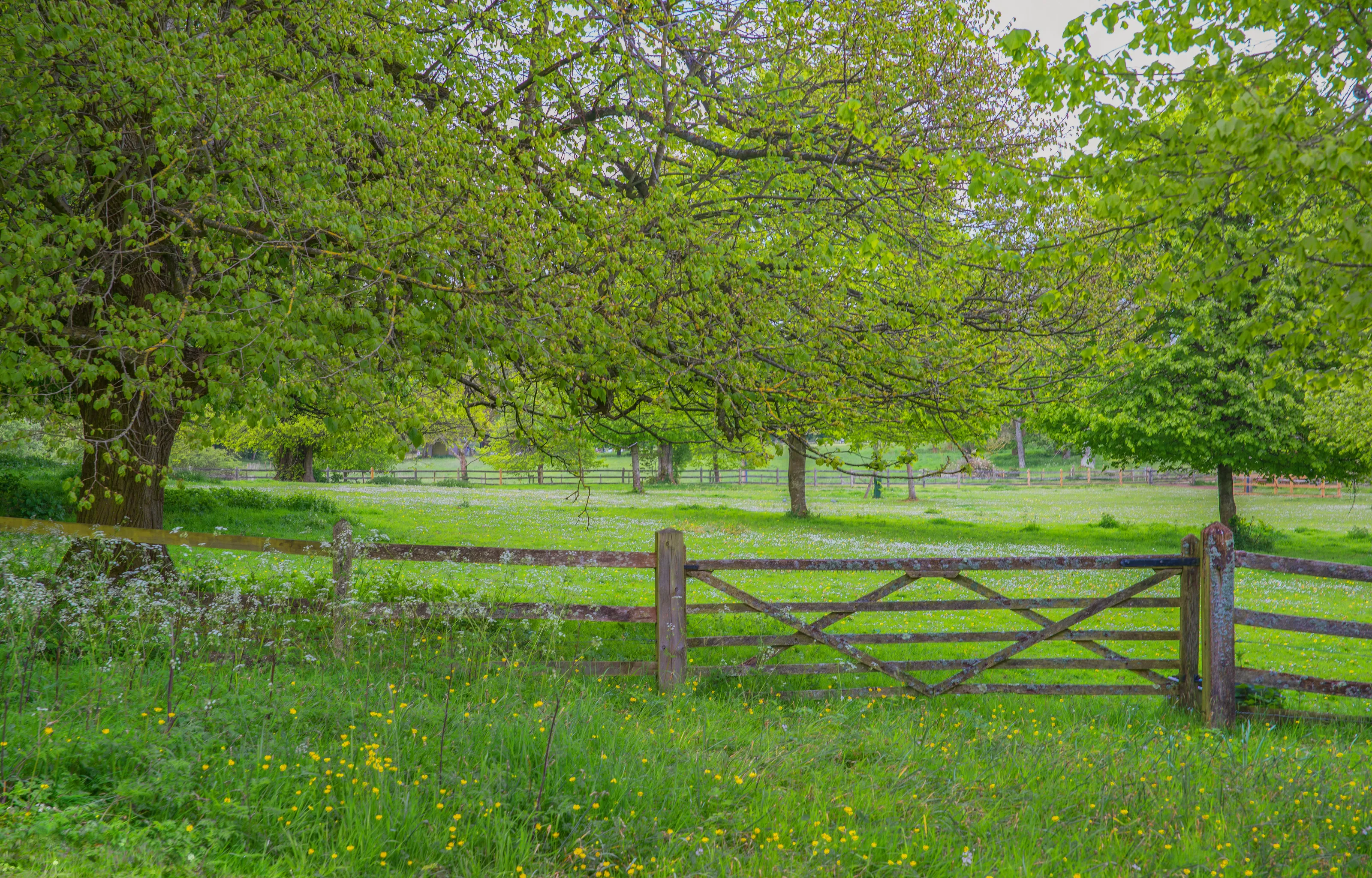 Pastoral Landscapes