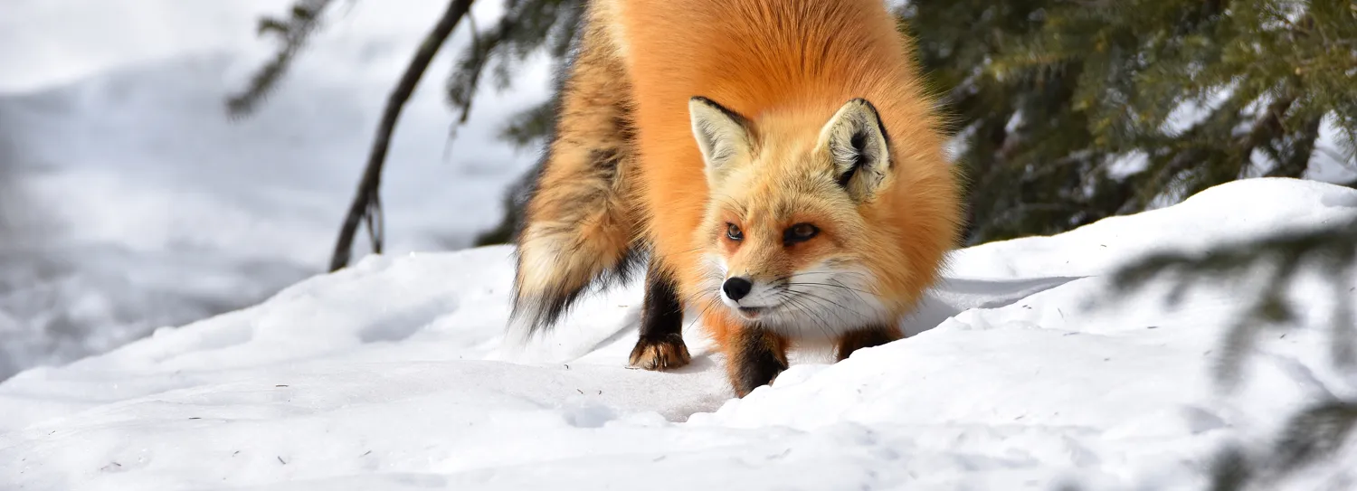Winter wildlife