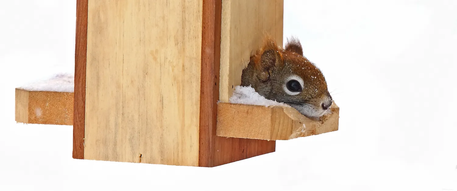Winter wildlife
