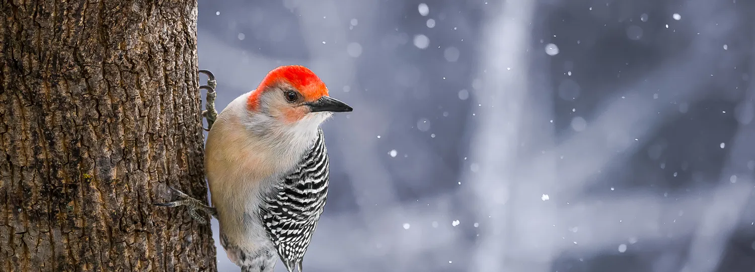 Winter wildlife
