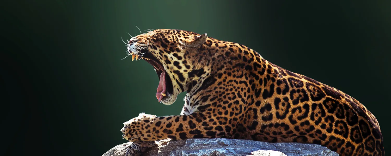 Solitary animals