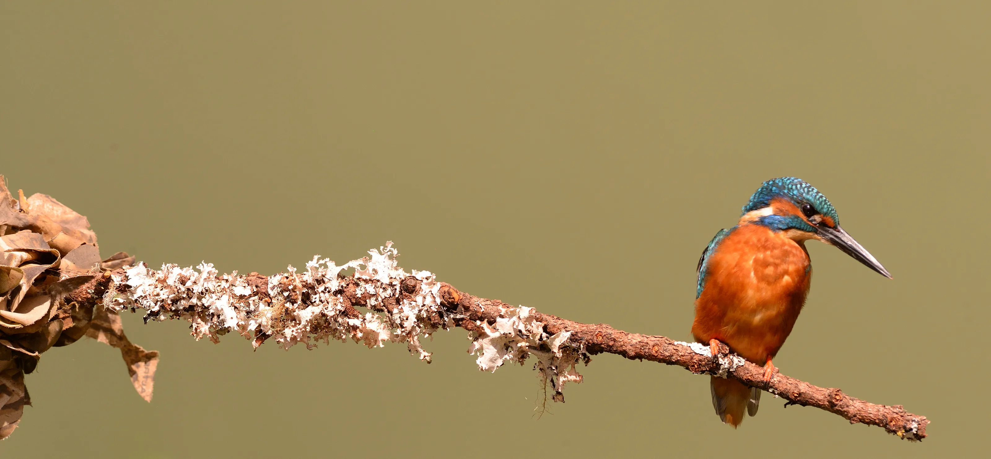 Kingfishers - any which way