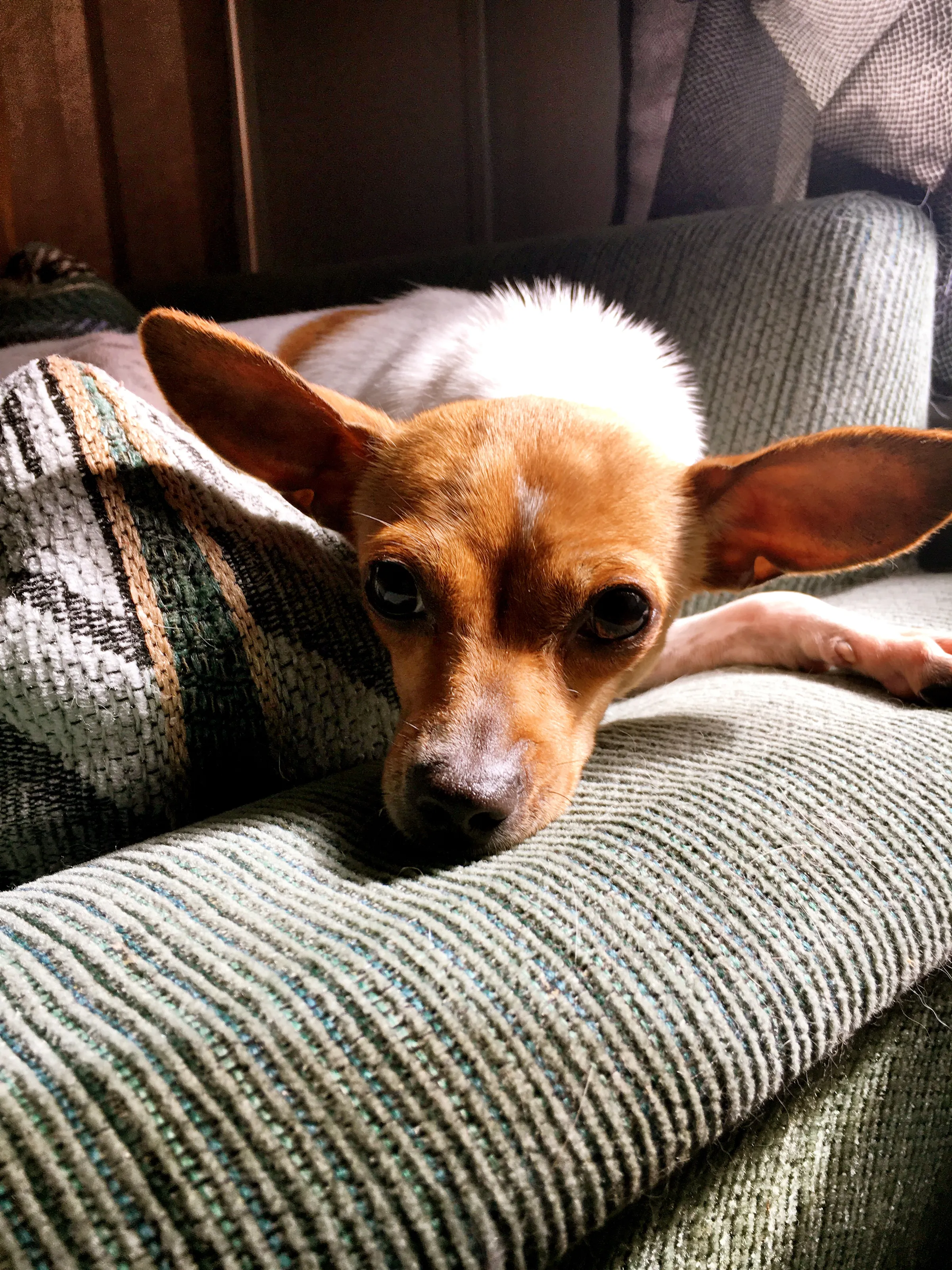 Chihuahuas