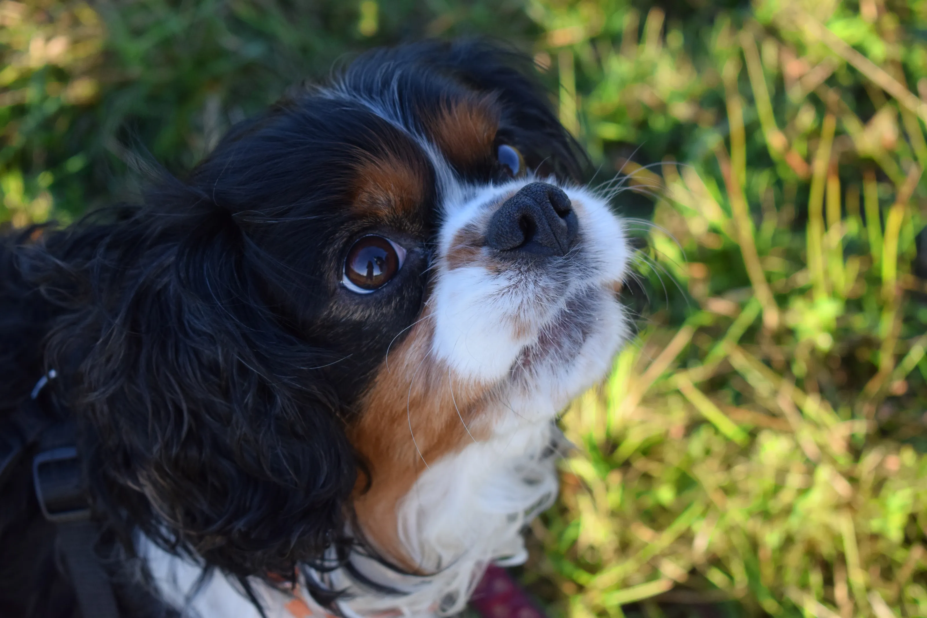 Spaniels