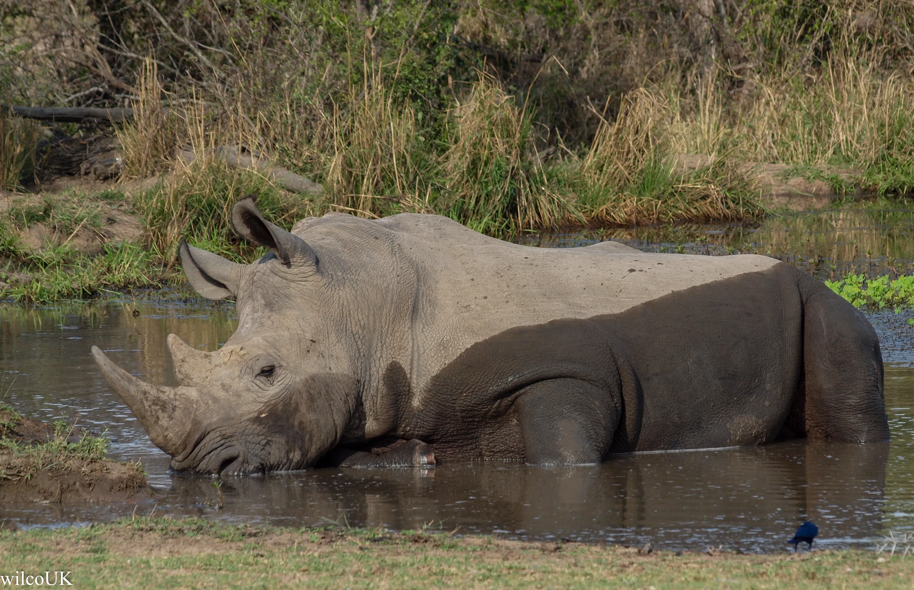 Rhino in the wild