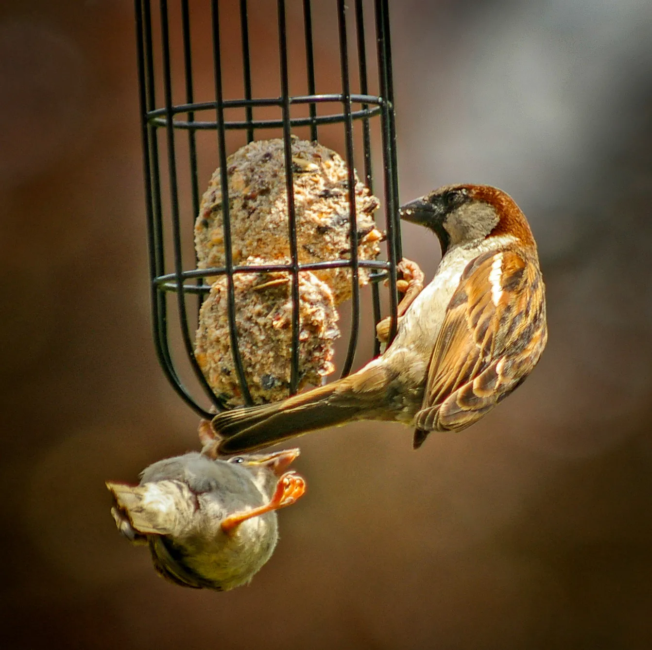 Birds in my Garden