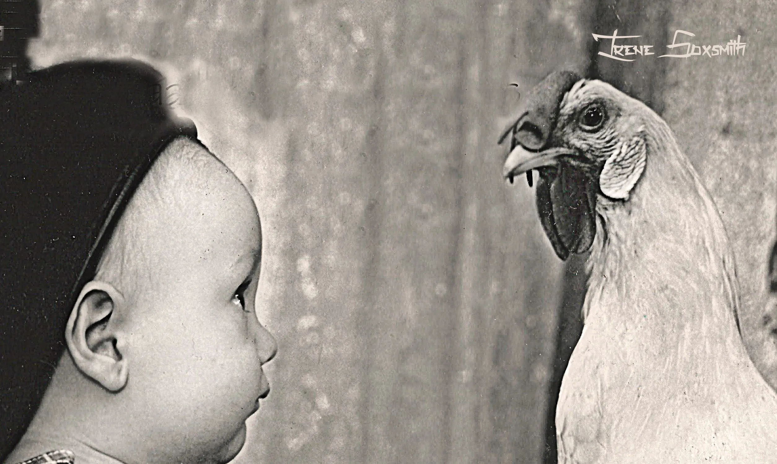 Chickens