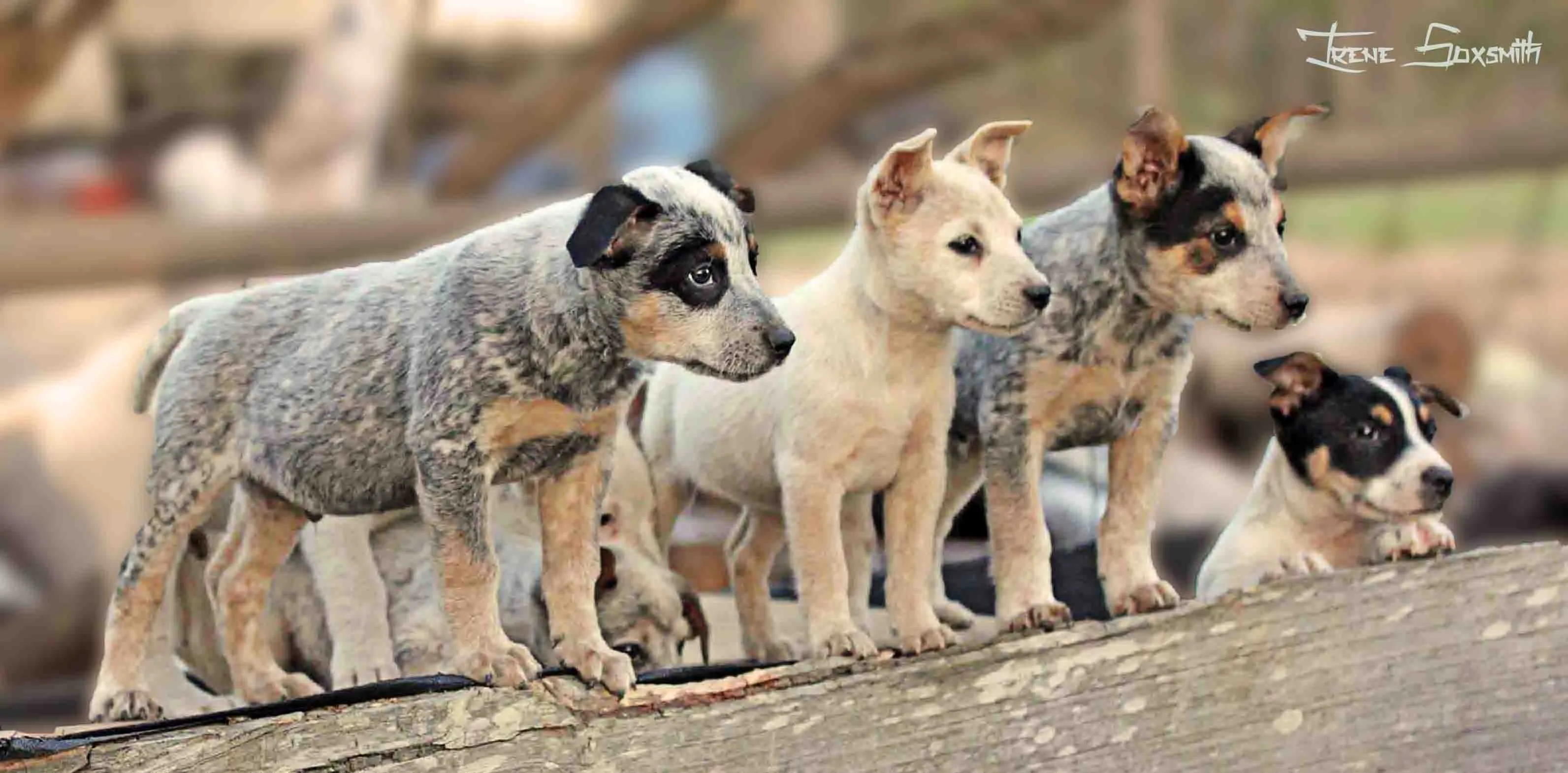 Just Dogs