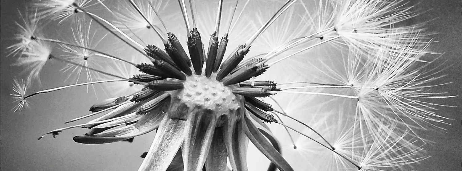 Macro in black and white