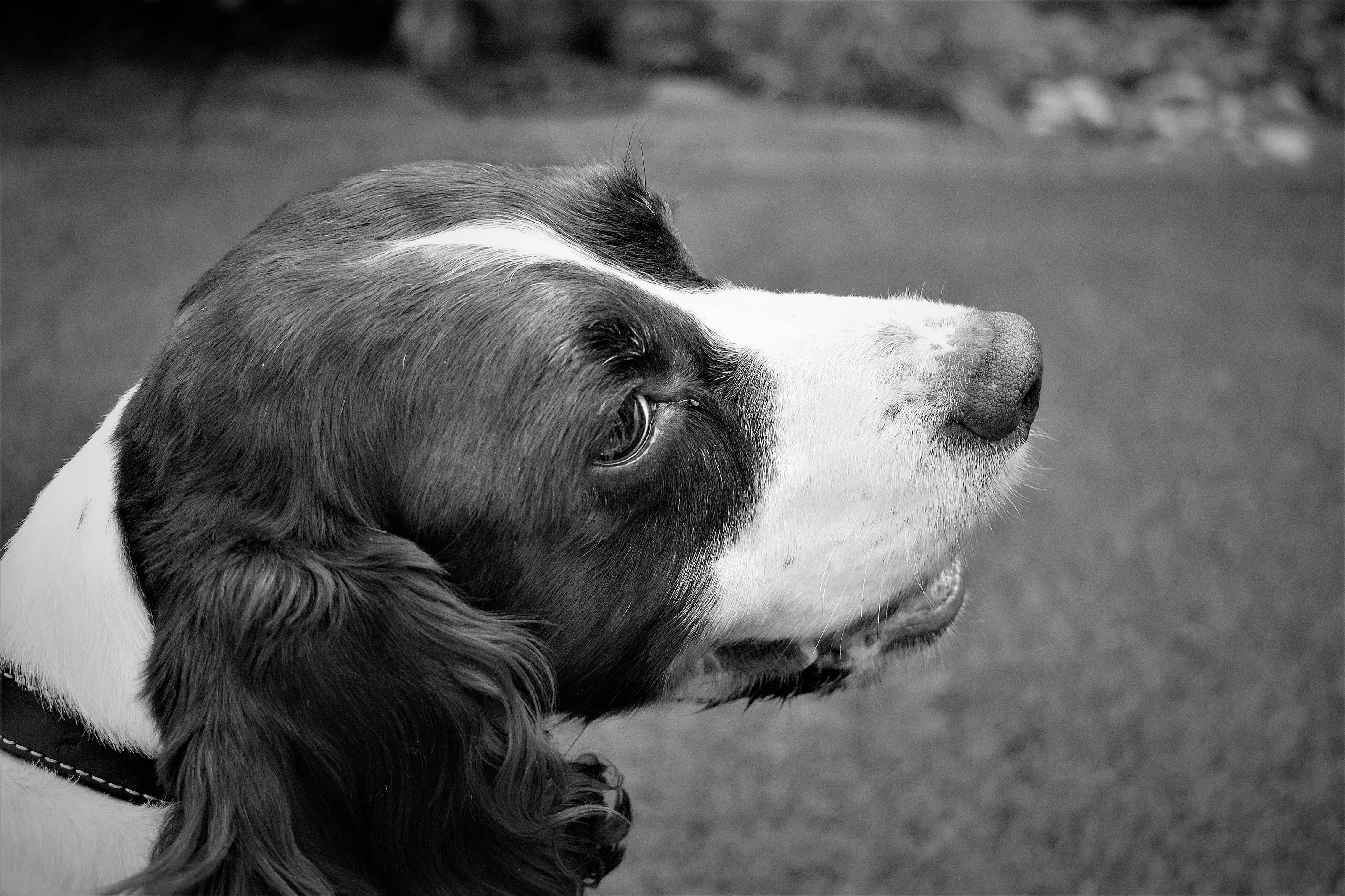 Domestic Dogs