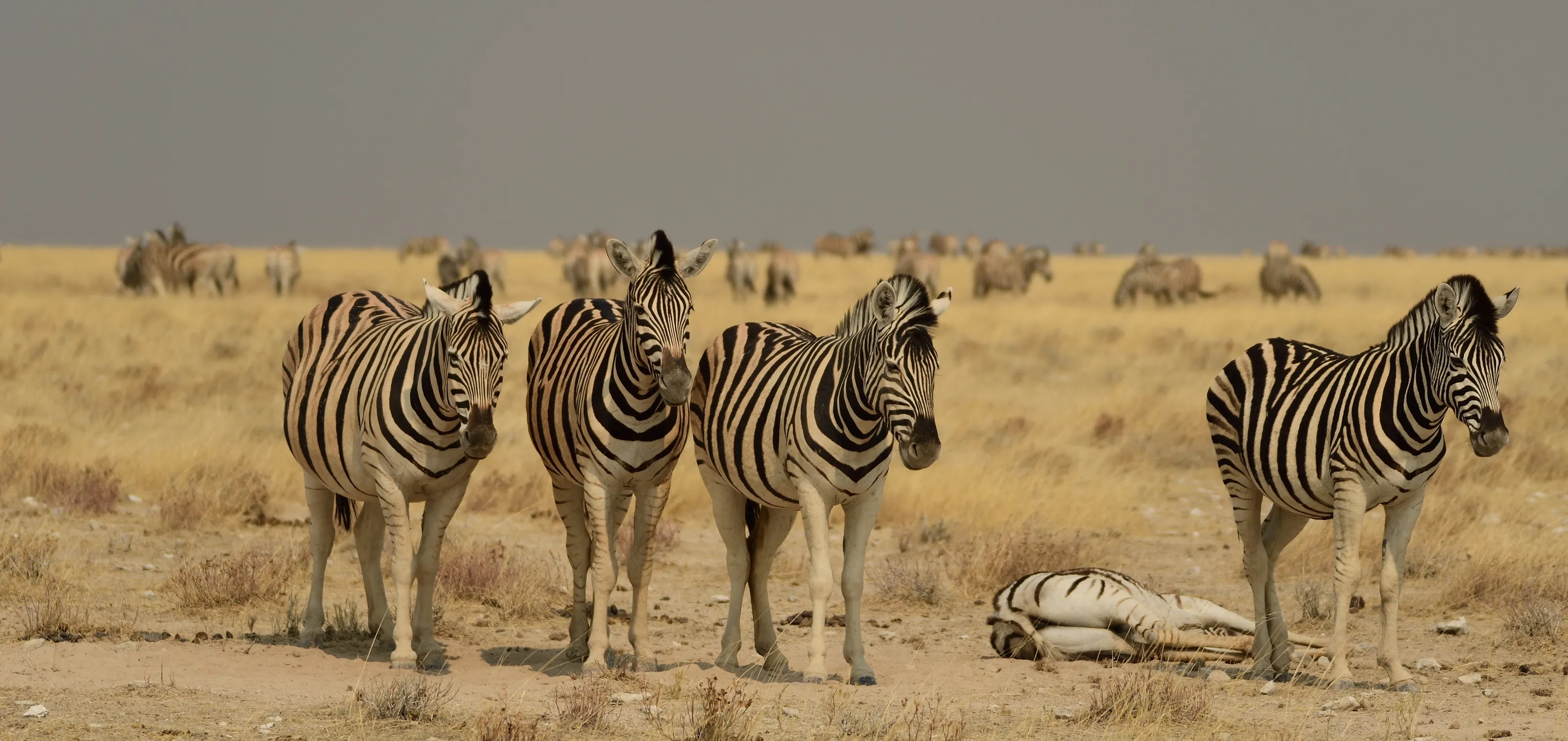 Just Zebras