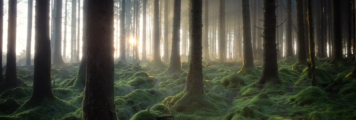 The life of trees