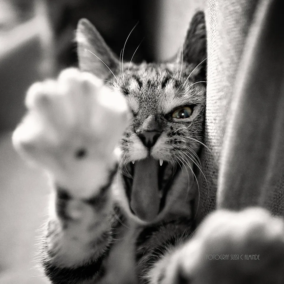 Cat Attack