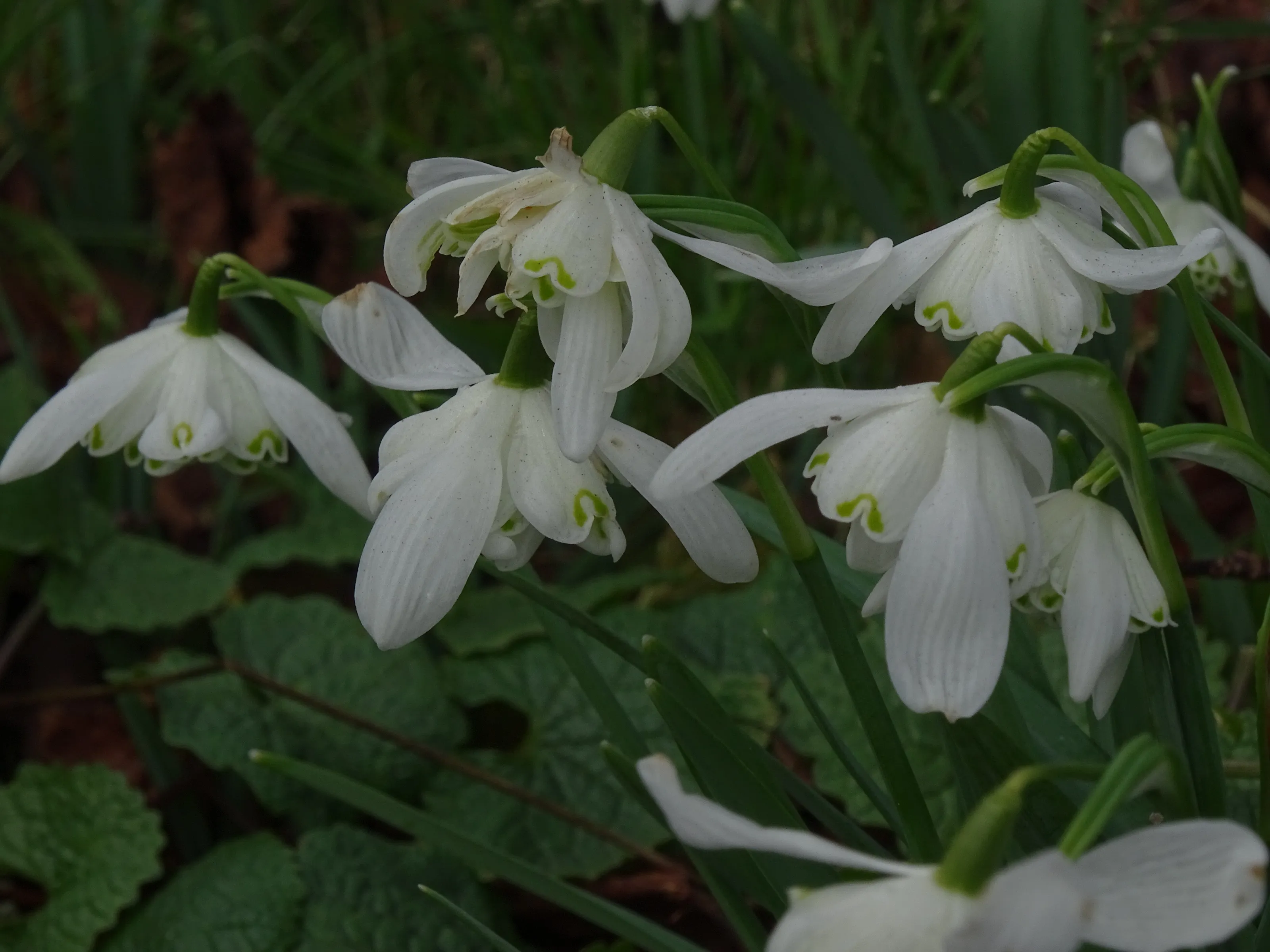 Snowdrops