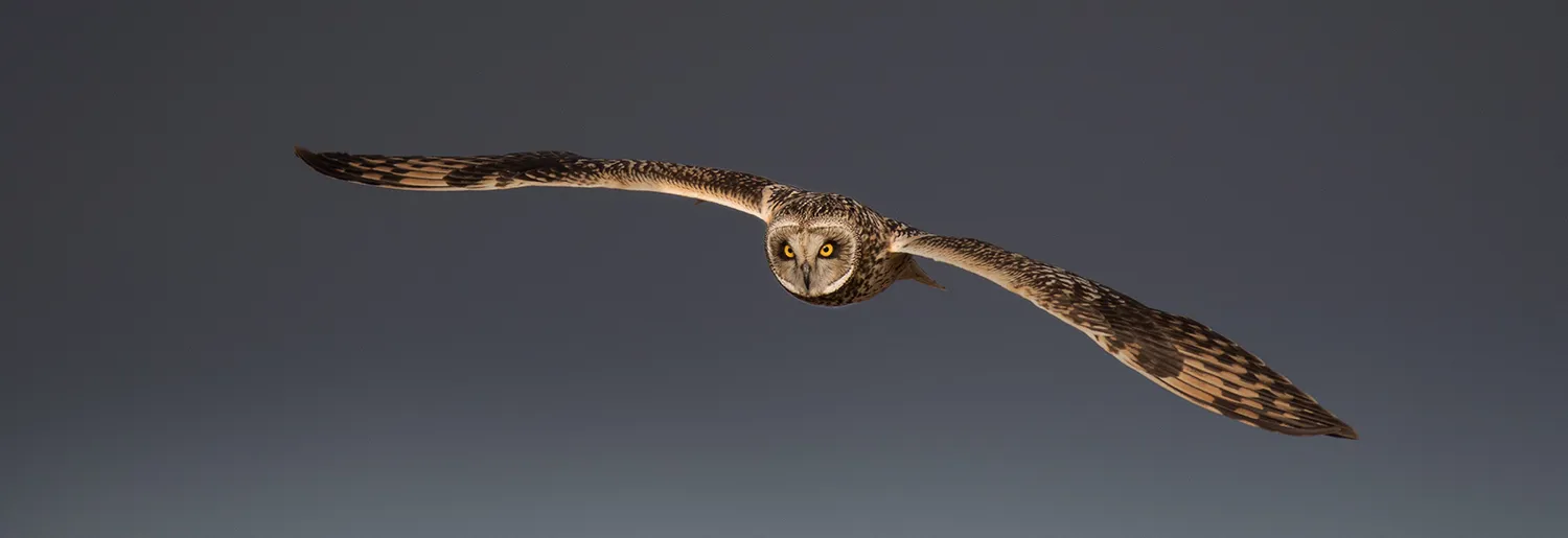 Birds in flight