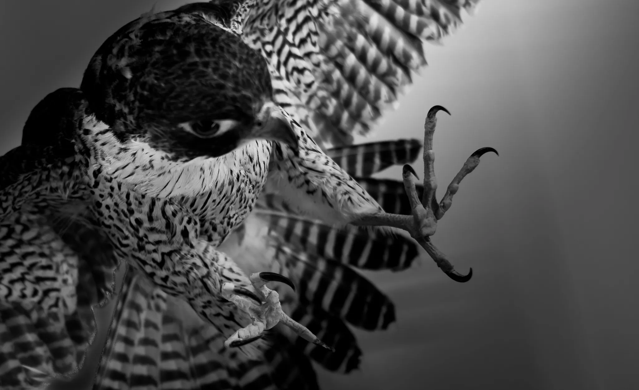 Taxidermy Animals